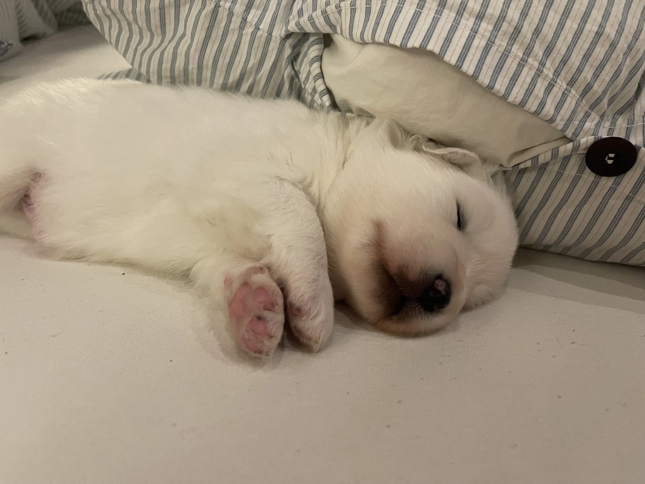 Ein schlafender weißer Hund liegt auf einem Bett mit blau-weiß gestreiften Kissen.
