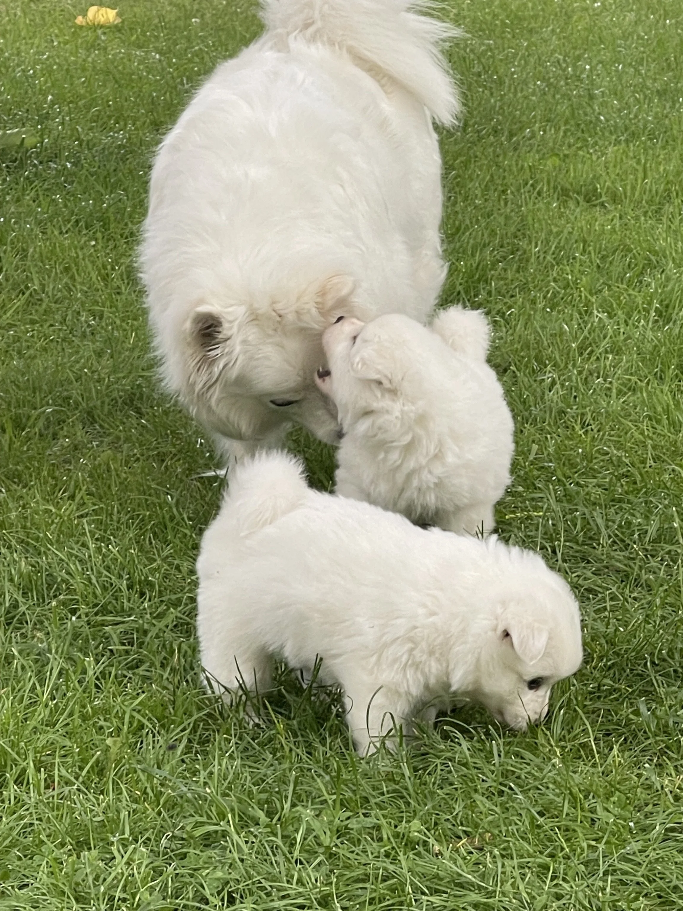 Ein weißer Hund und zwei weiße Welpen spielen auf grasbedecktem Boden.