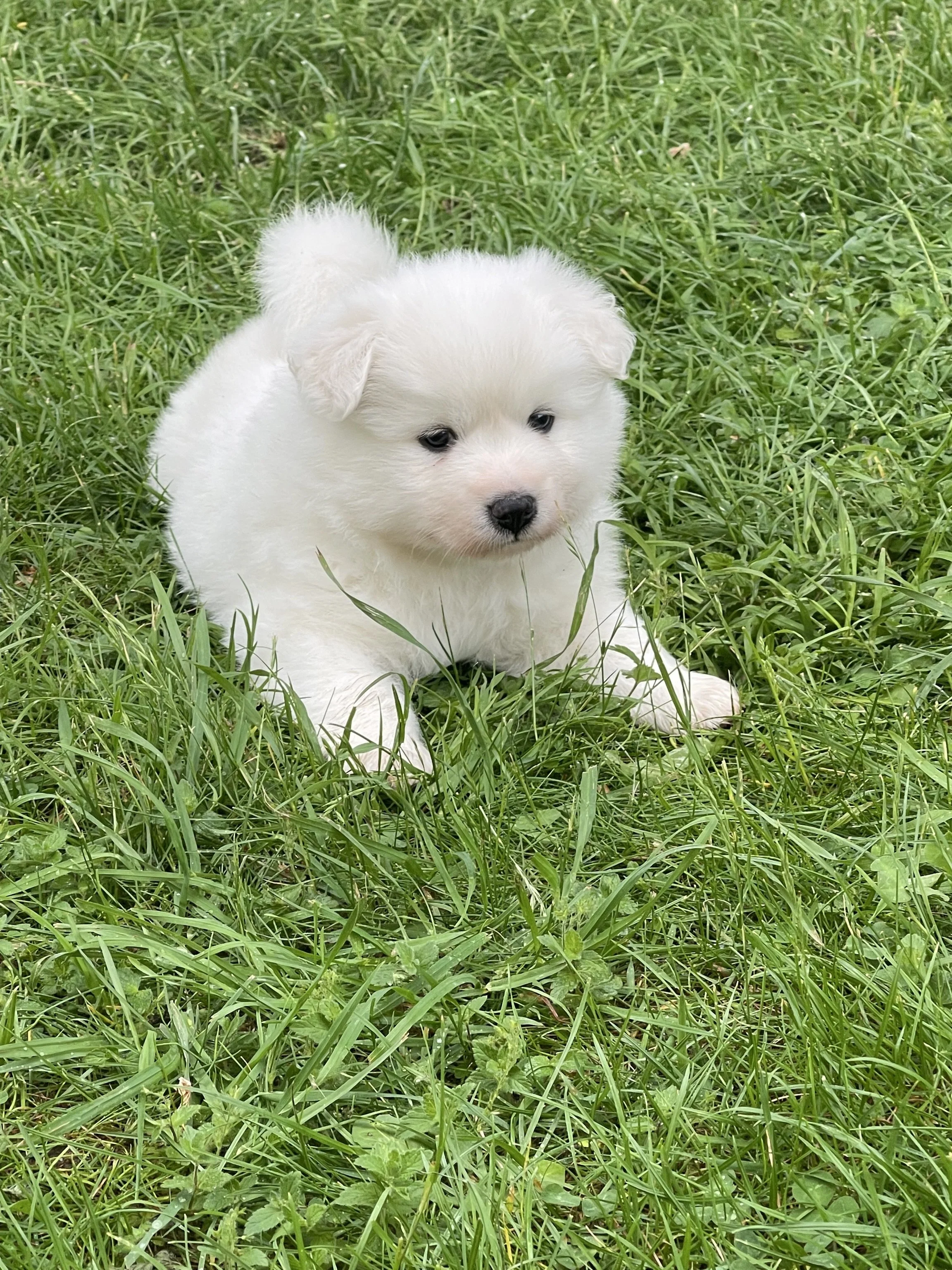 Ein weißer Welpe sitzt im grünen Gras. Der Hund sieht süß aus und hat dunkle Augen.