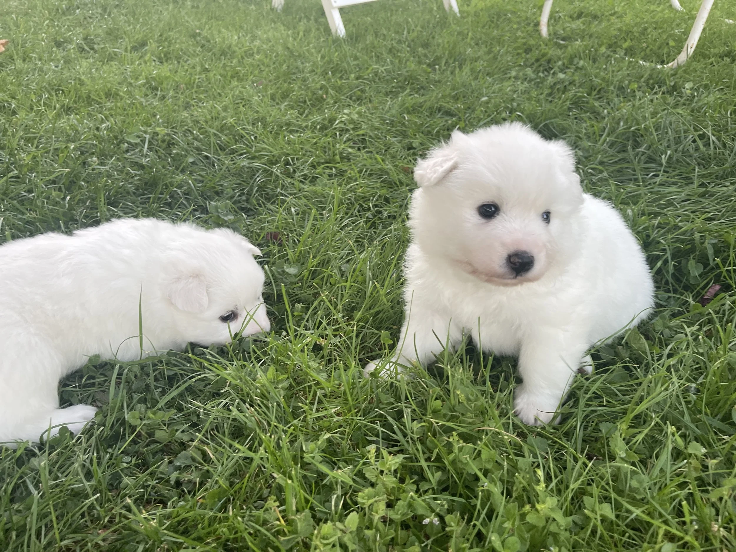 Zwei weiße Welpen sitzen im Gras, einer blickt zur Seite, der andere schaut nach vorne.