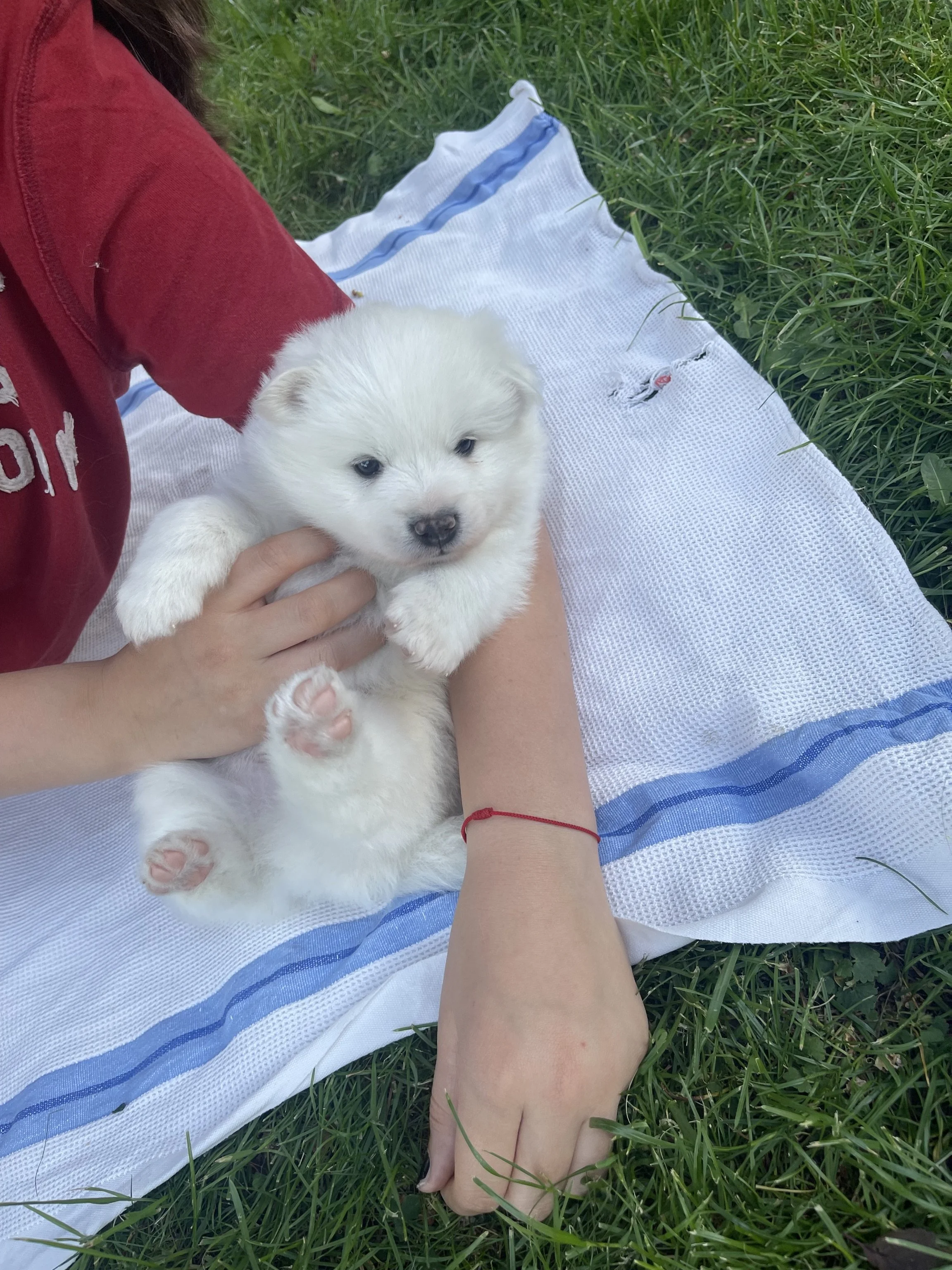 Ein Großspitz- Babyhund