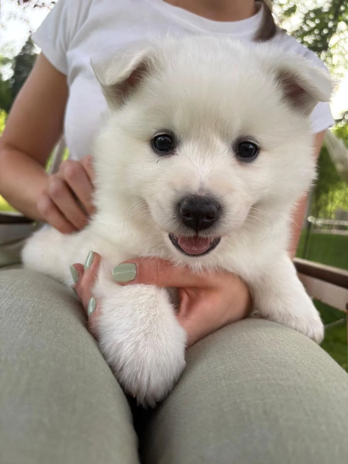 Ein niedlicher, weißer Großspitz-Welpe.
