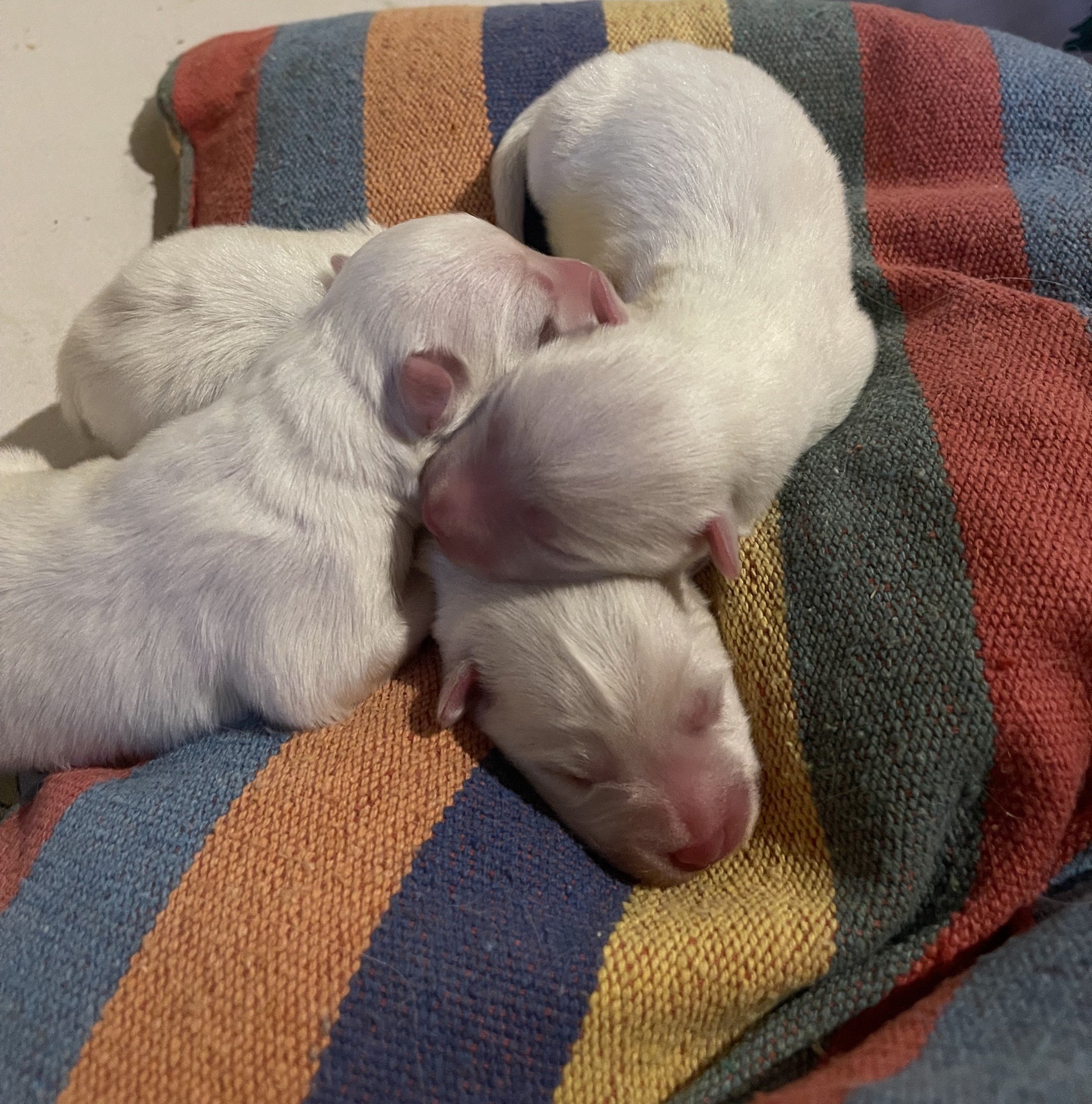 Zwei kleine weiße Welpen schlafen auf einer bunten Tagesdecke aus Strickstoff, die in Streifen in den Farben Blau, Gelb, Orange und Grün gehalten ist.