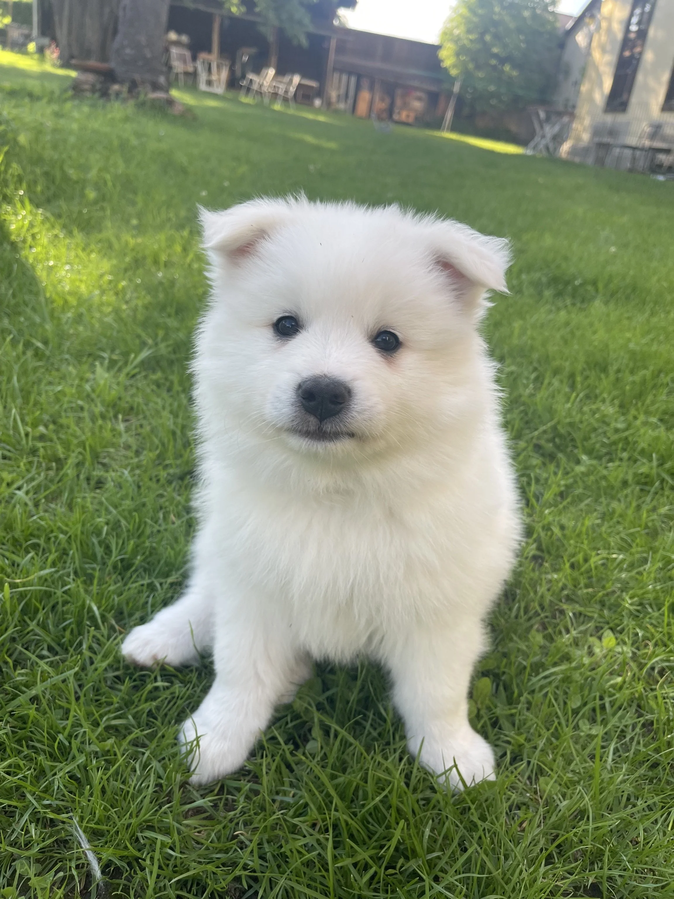 Ein süßer weißer Spitz-Welpe sitzt auf grünem Gras im Garten.