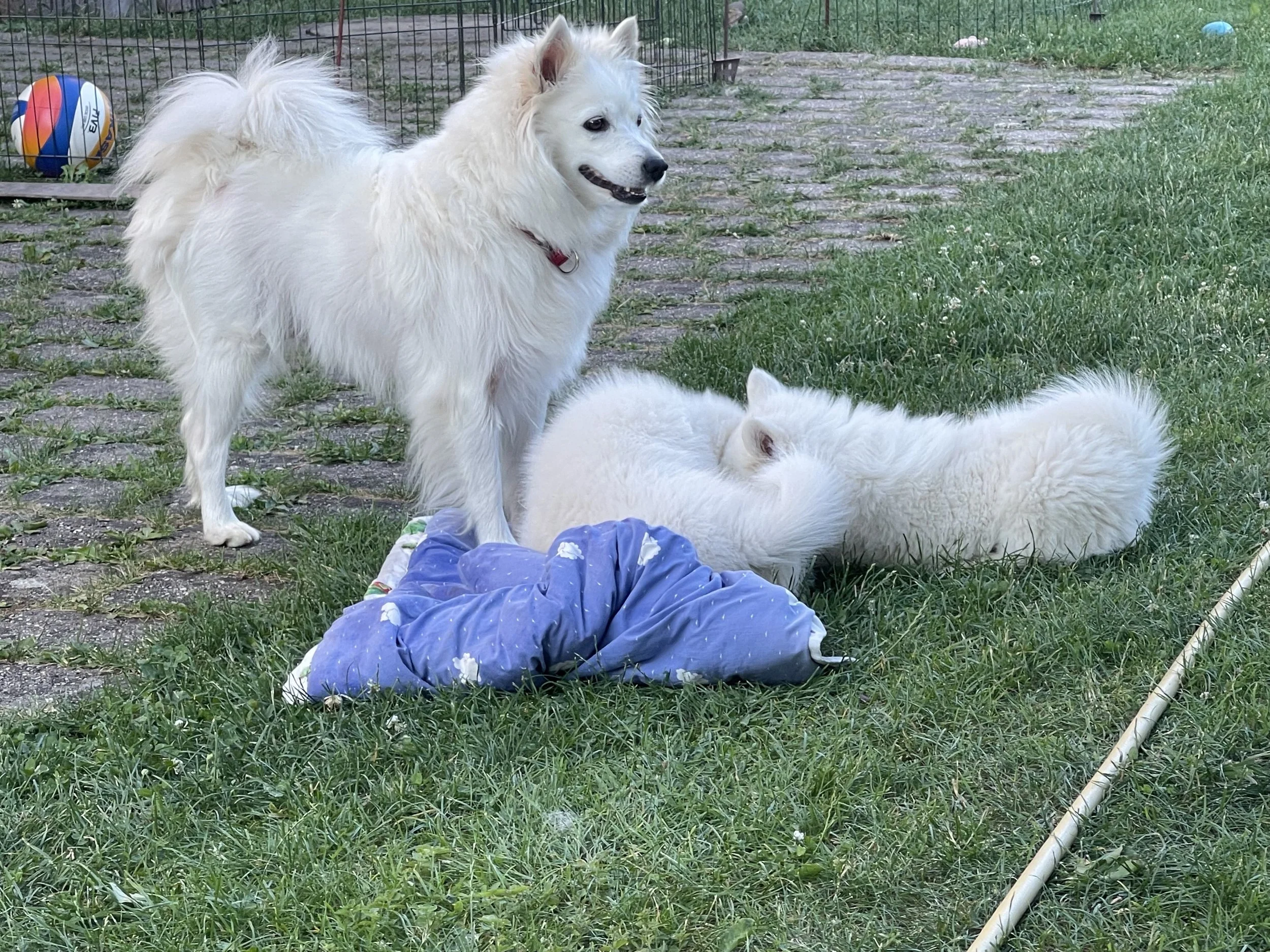 Großspitzhündin Clara mit ihren Welpen