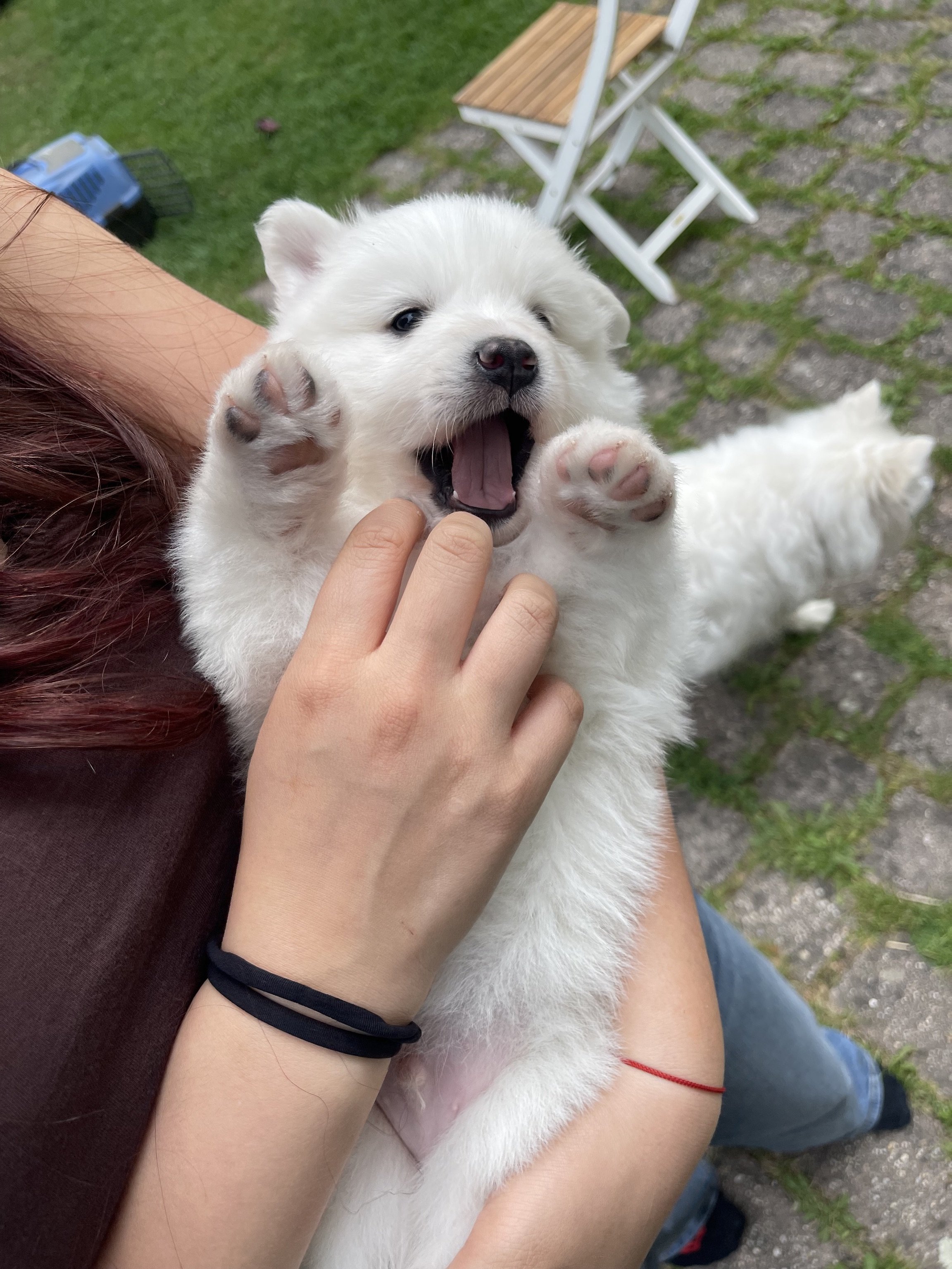 Ein verspielter, weißer Spitzwelpe wird von einer Person gestreichelt.