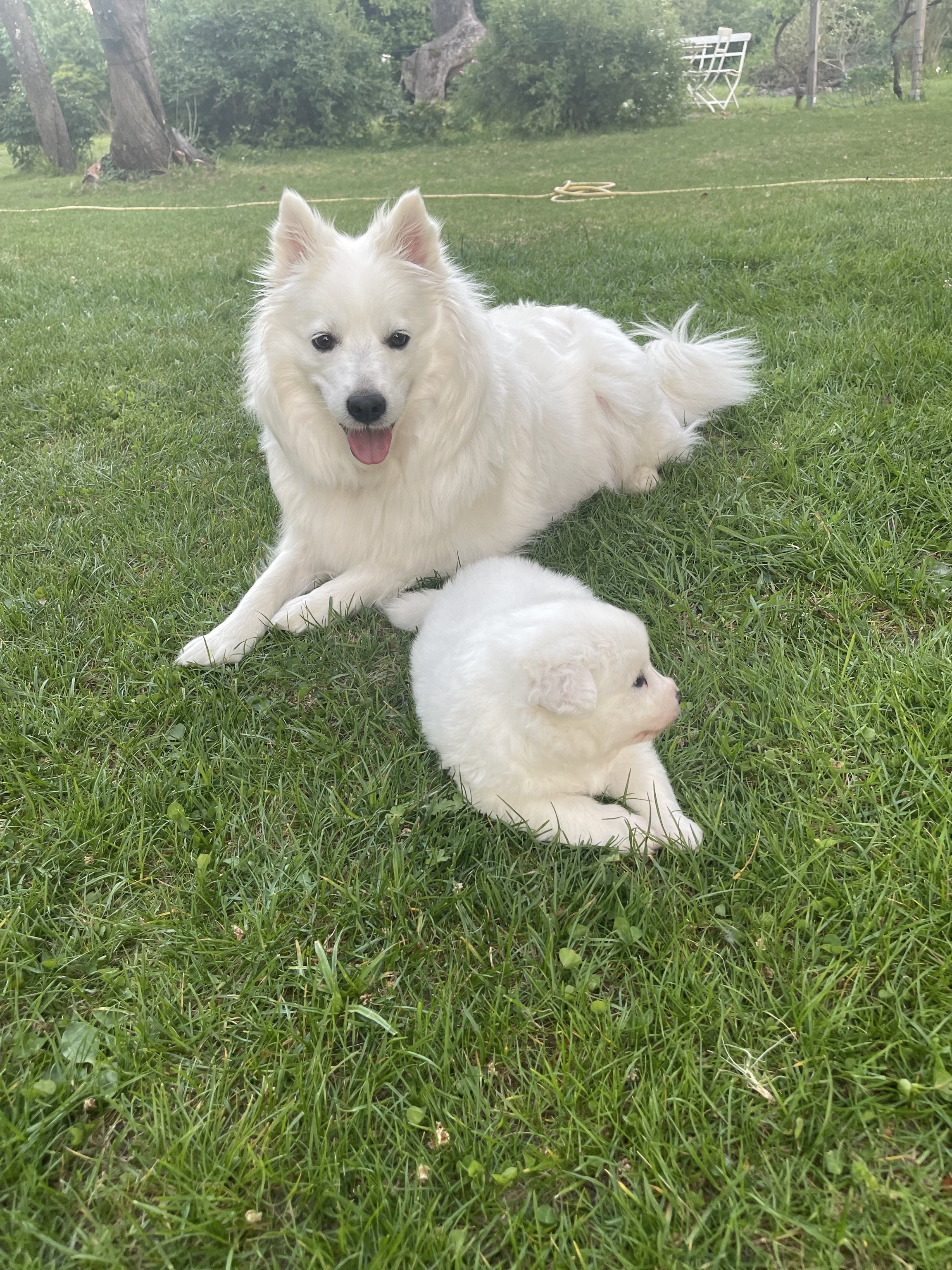 Ein weißer Hund liegt auf einer grünen Wiese, im Hintergrund Bäume und ein Garten. Vor dem Hund liegt ein kleines weißes Welpen.