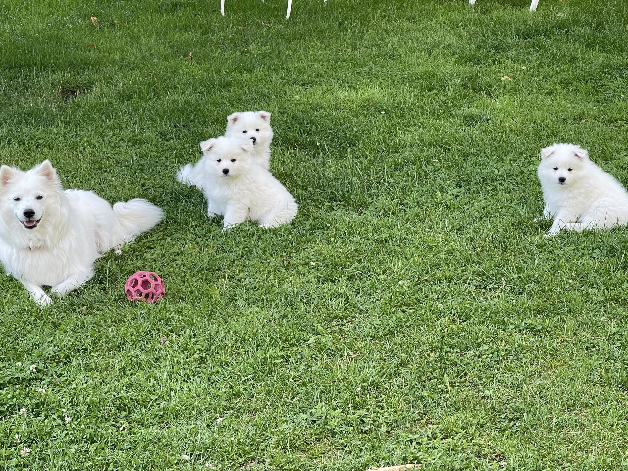 Die Hundefamilie vom Schneebergspitz im grünem Gras.