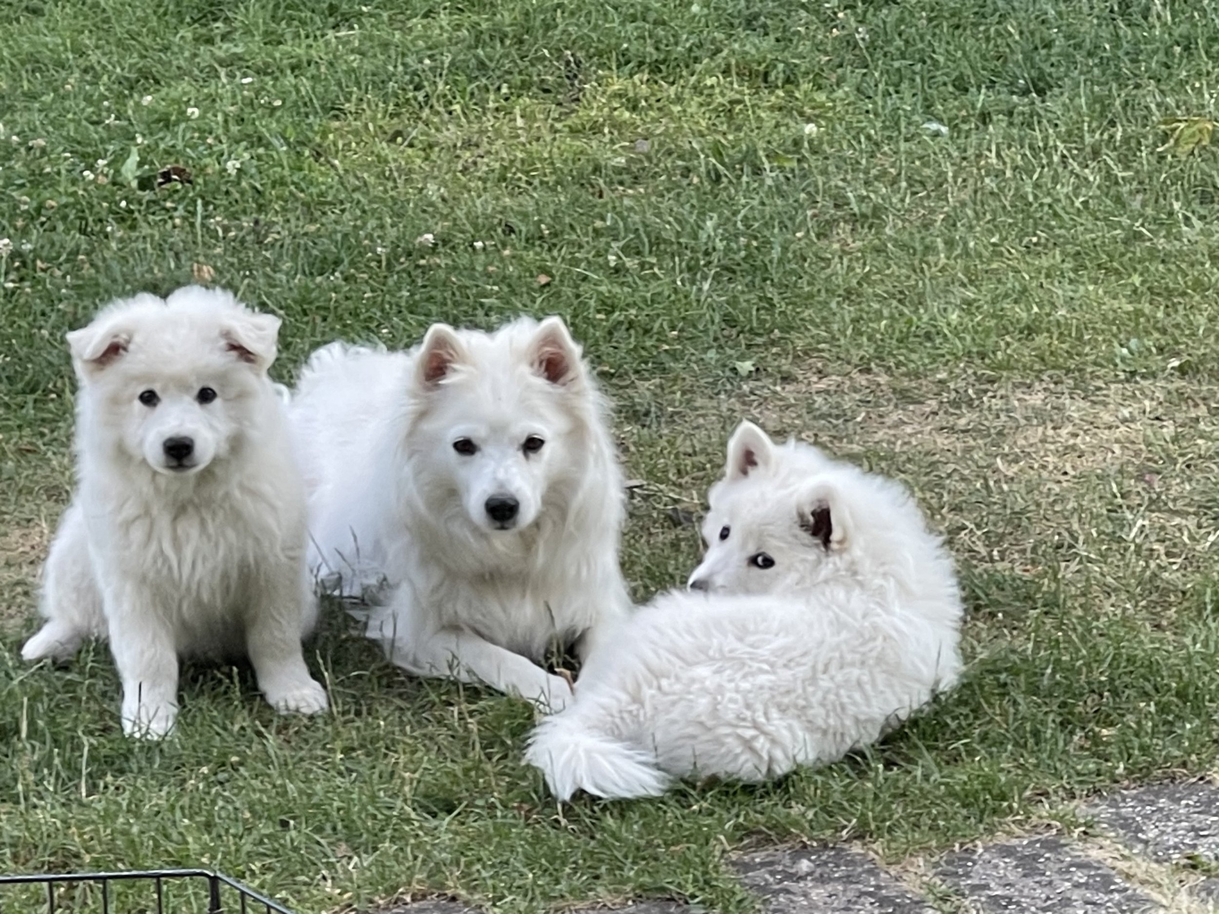 Großspitzfamilie im Gras unseres Gartens.
