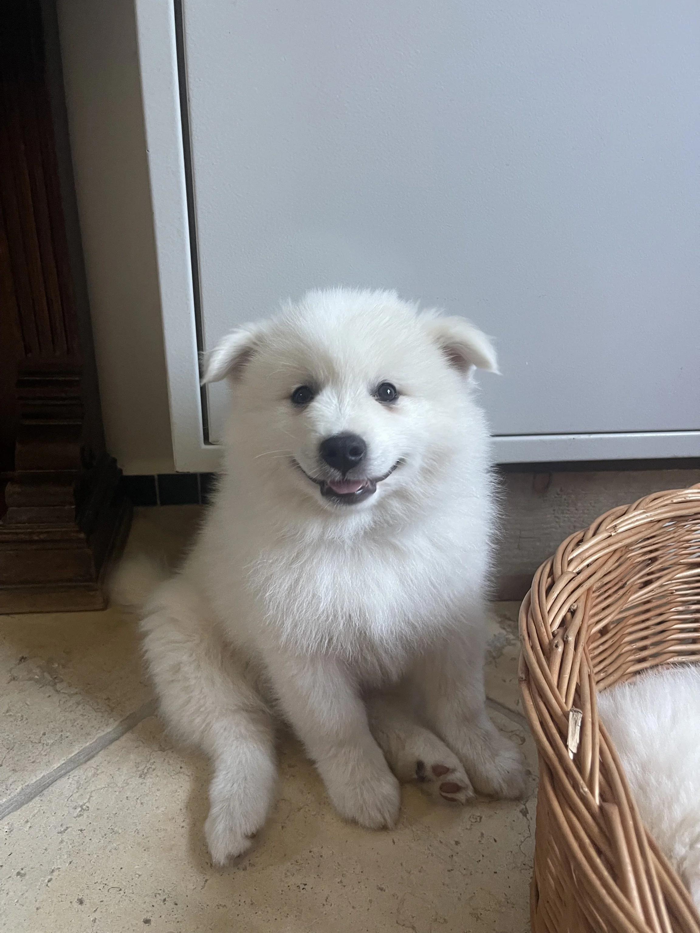 Ein niedlicher, weißer Großspitz-Welpe.