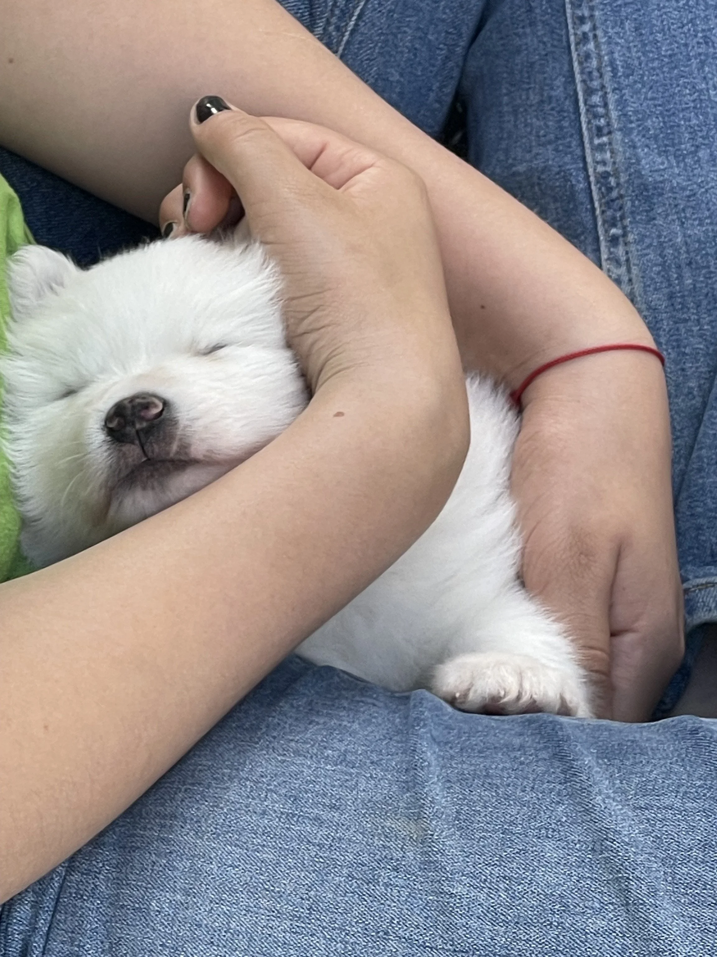 Ein schlafender weißer Hund wird von einer Person gehalten.