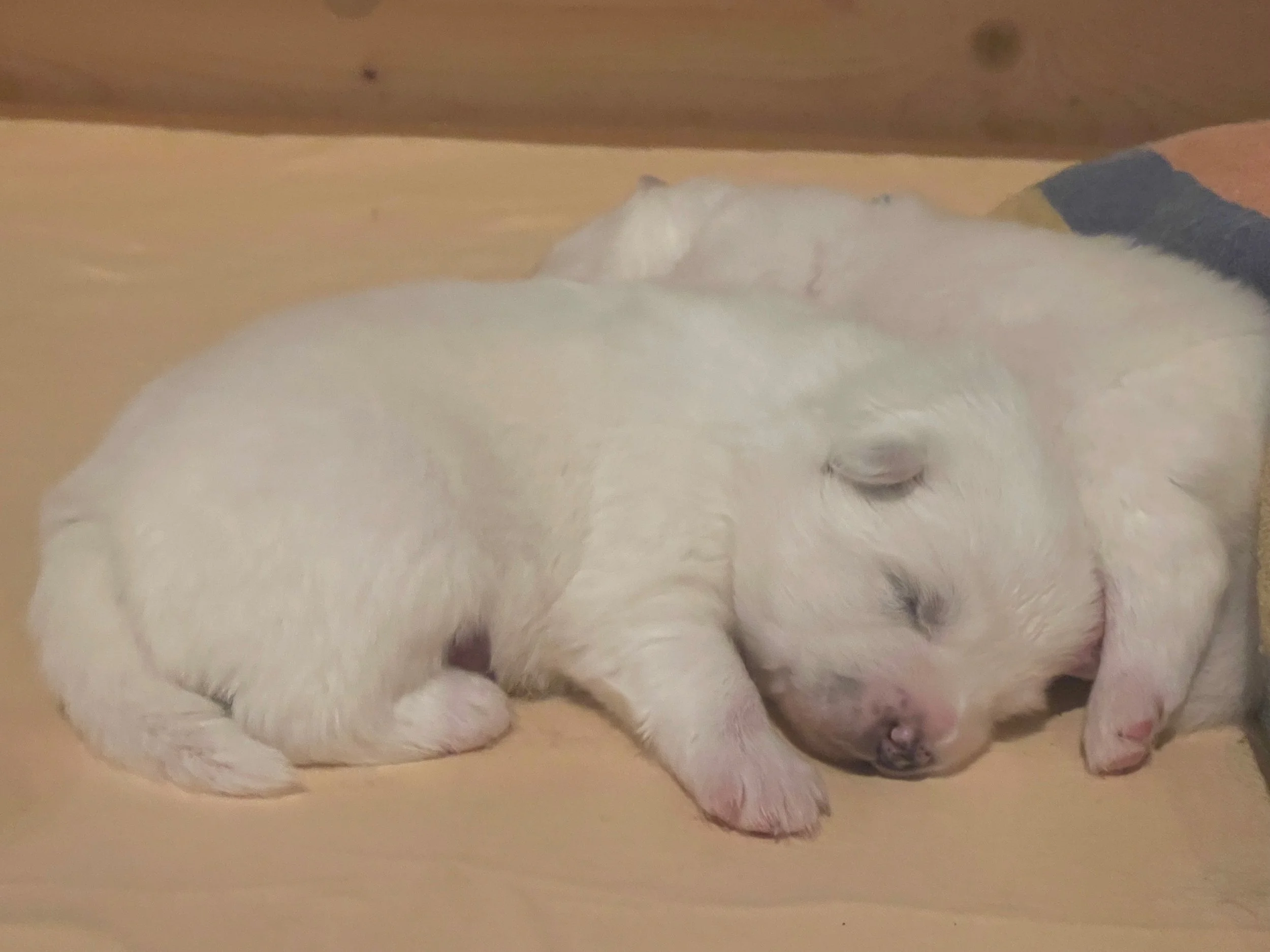 Ein kleiner, weißer Hund liegt auf dem Boden in einer gemeinsamen Schlafposition, die Augen sind geschlossen, die Pfoten sind eingezogen, und der Hund wirkt entspannt.