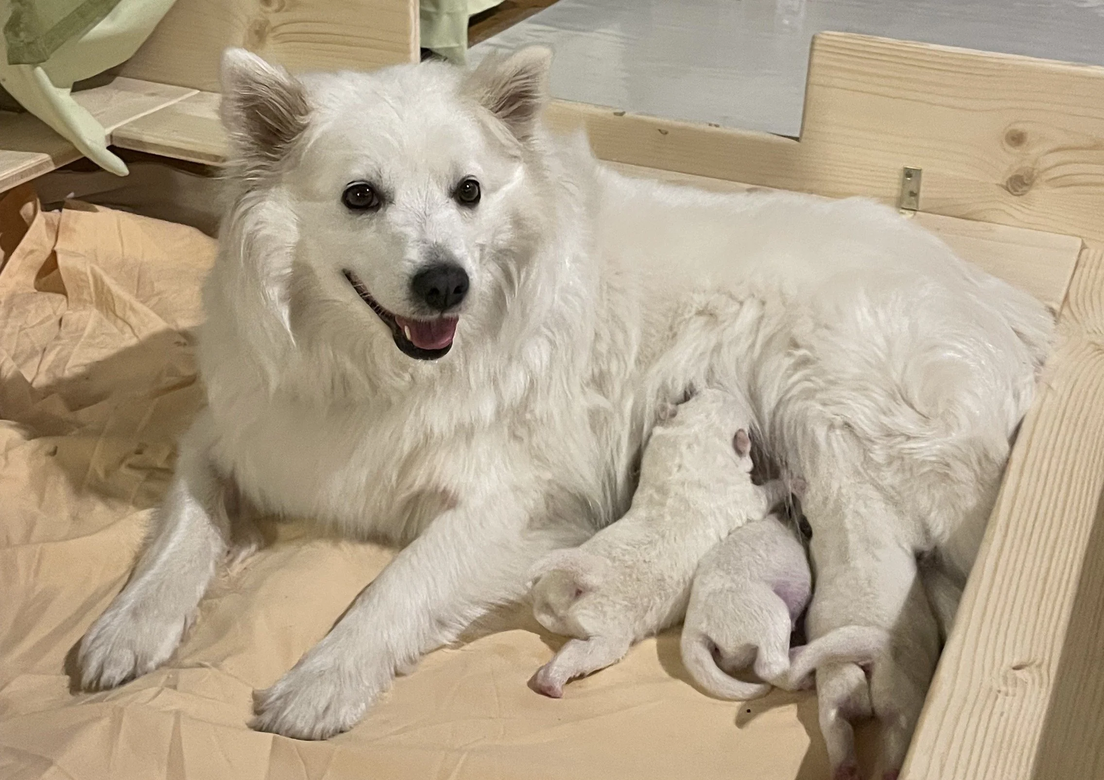 weißer Hund mit spitzem Gesicht und aufgestellten Ohren liegt auf einem Holzboden, neben einem Welpen.