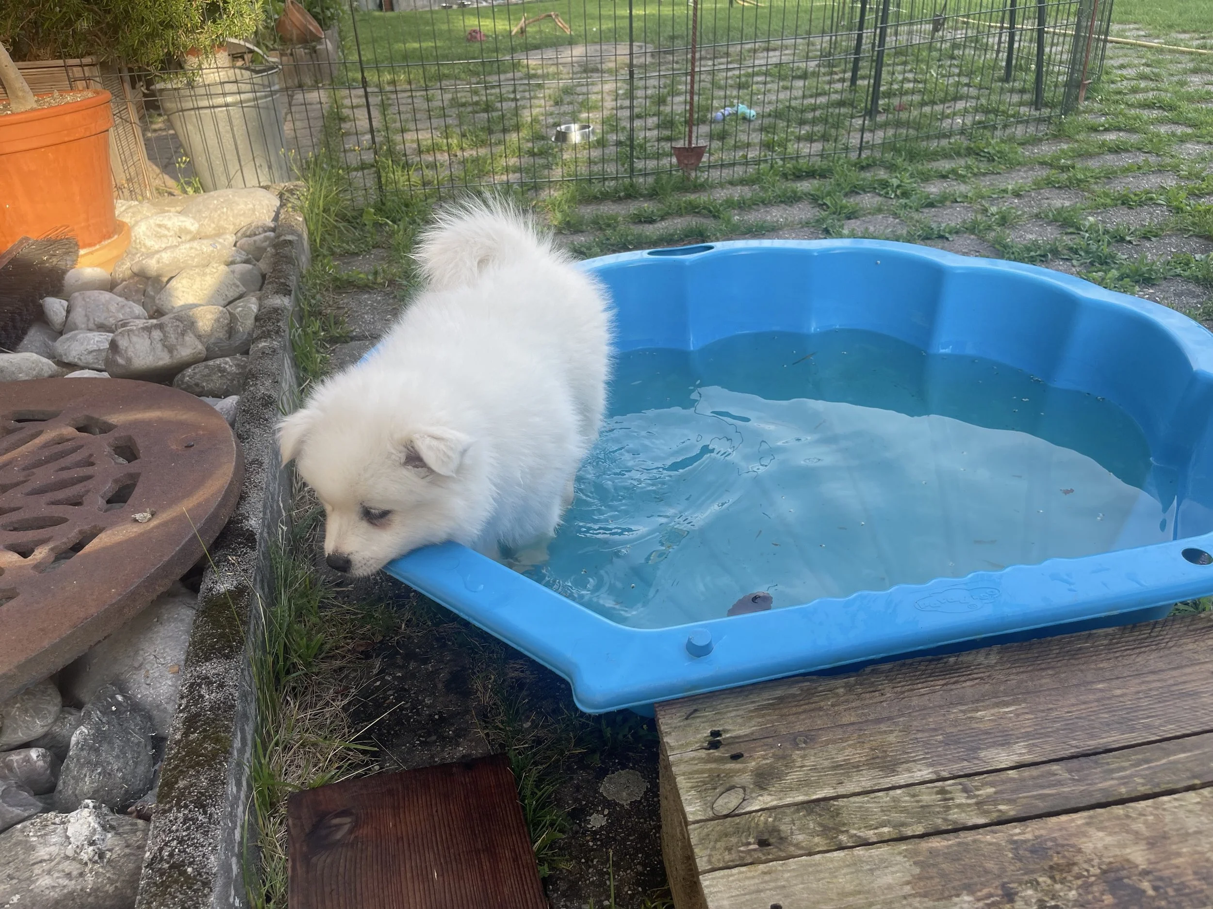 Der weiße Großspitz Arthur vom Schneebergspitz im Pool.