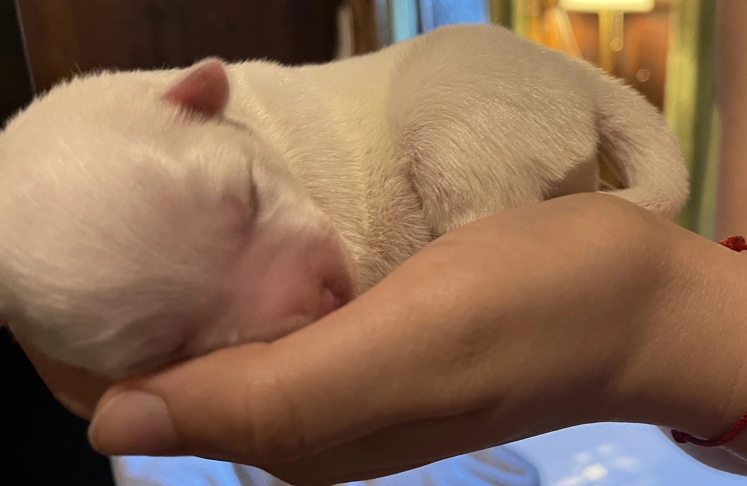 Nahaufnahme eines schlafenden Hundes, der eine menschliche Hand berührt.