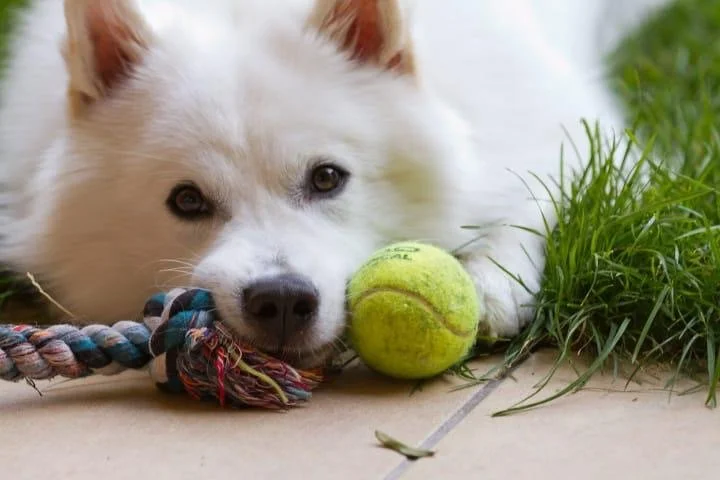 Weißer Großspitz Rüde liegt neben einem grünen Tennisball und einem Seil, vor grünem Gras.