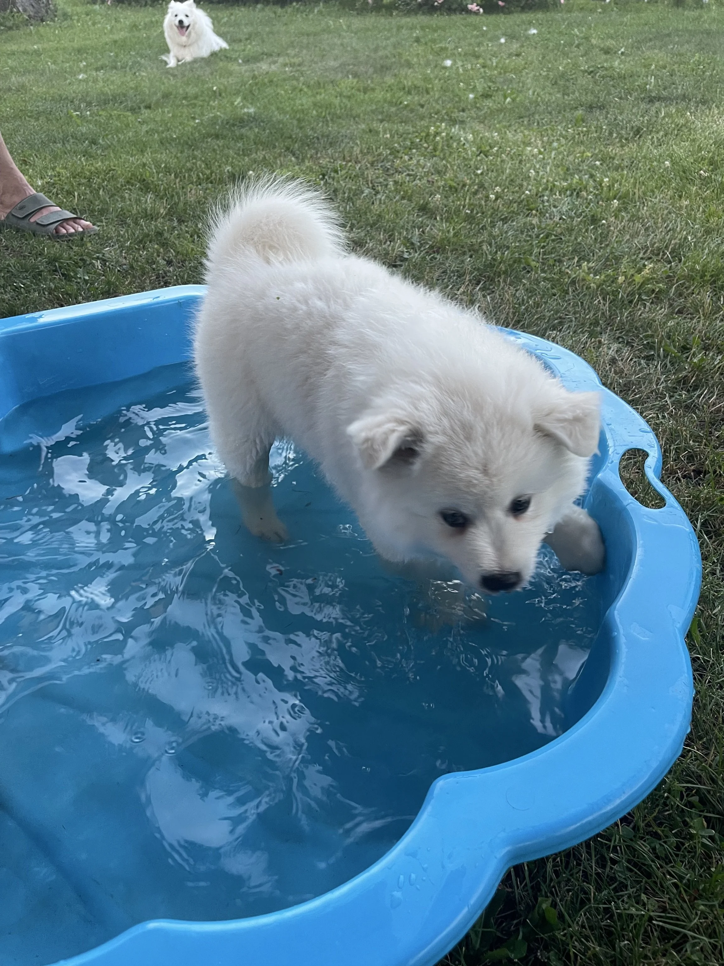 Der weiße Großspitz Arthur vom Schneebergspitz im Pool.