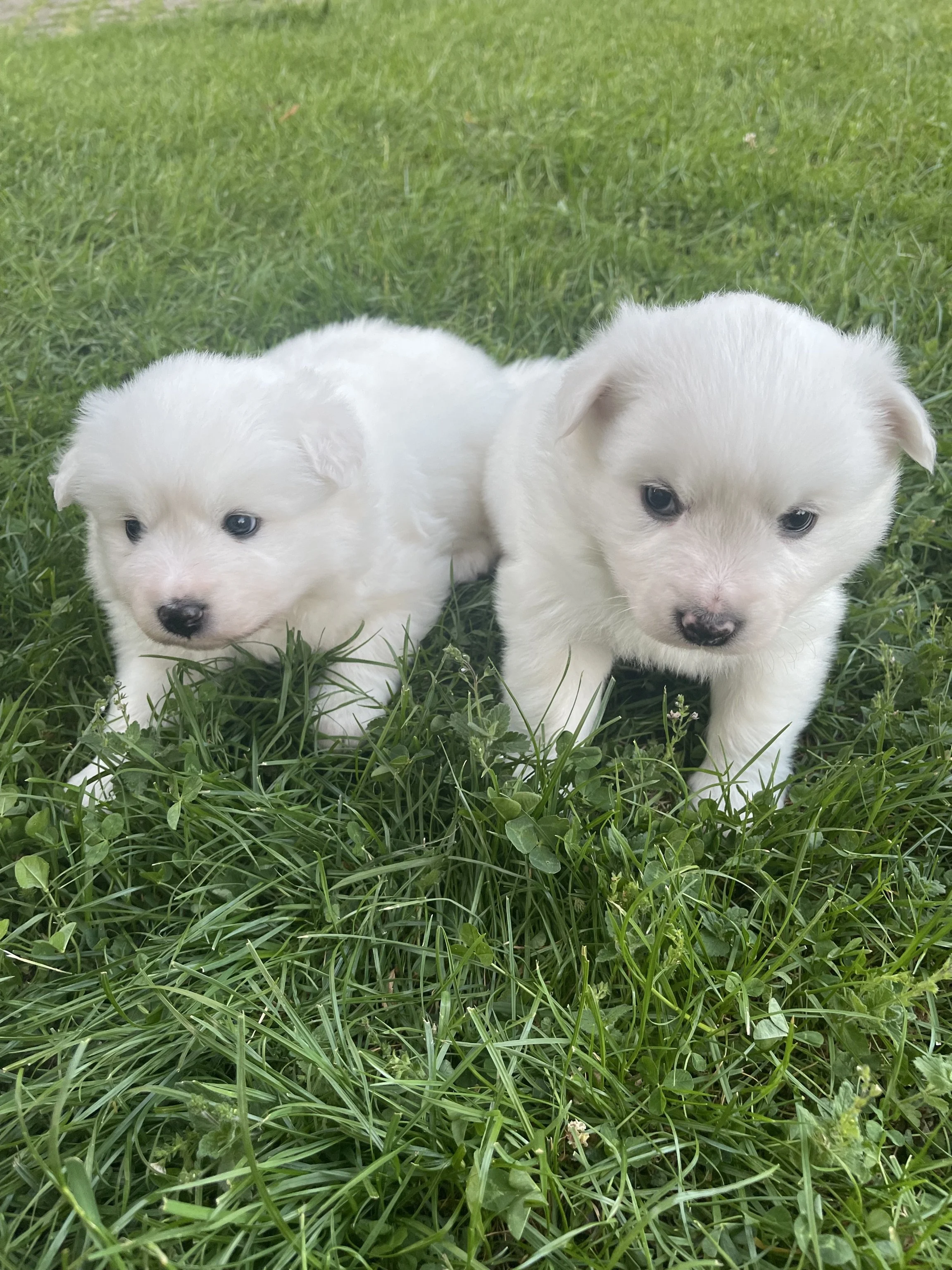 Zwei kleine weiße Welpen sitzen auf grünem Gras im Freien. Sie sehen niedlich und neugierig aus.