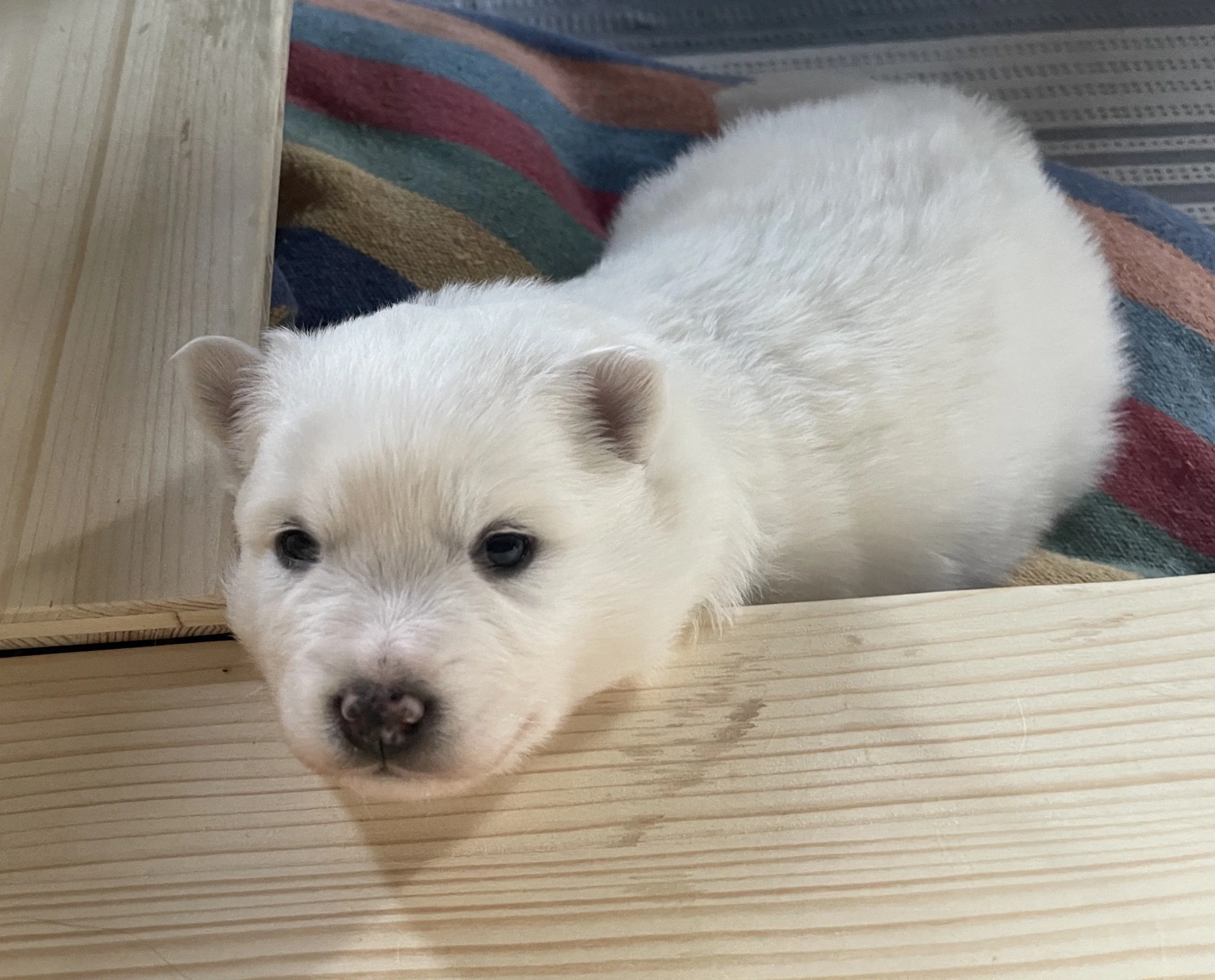 Ein weißer Hund mit schwarzen Augen und einer schwarzen Schnauze liegt auf einem bunten Teppich aus Streifen in Rot, Blau, Grün und Braun, neben einem Holztisch oder -steg.