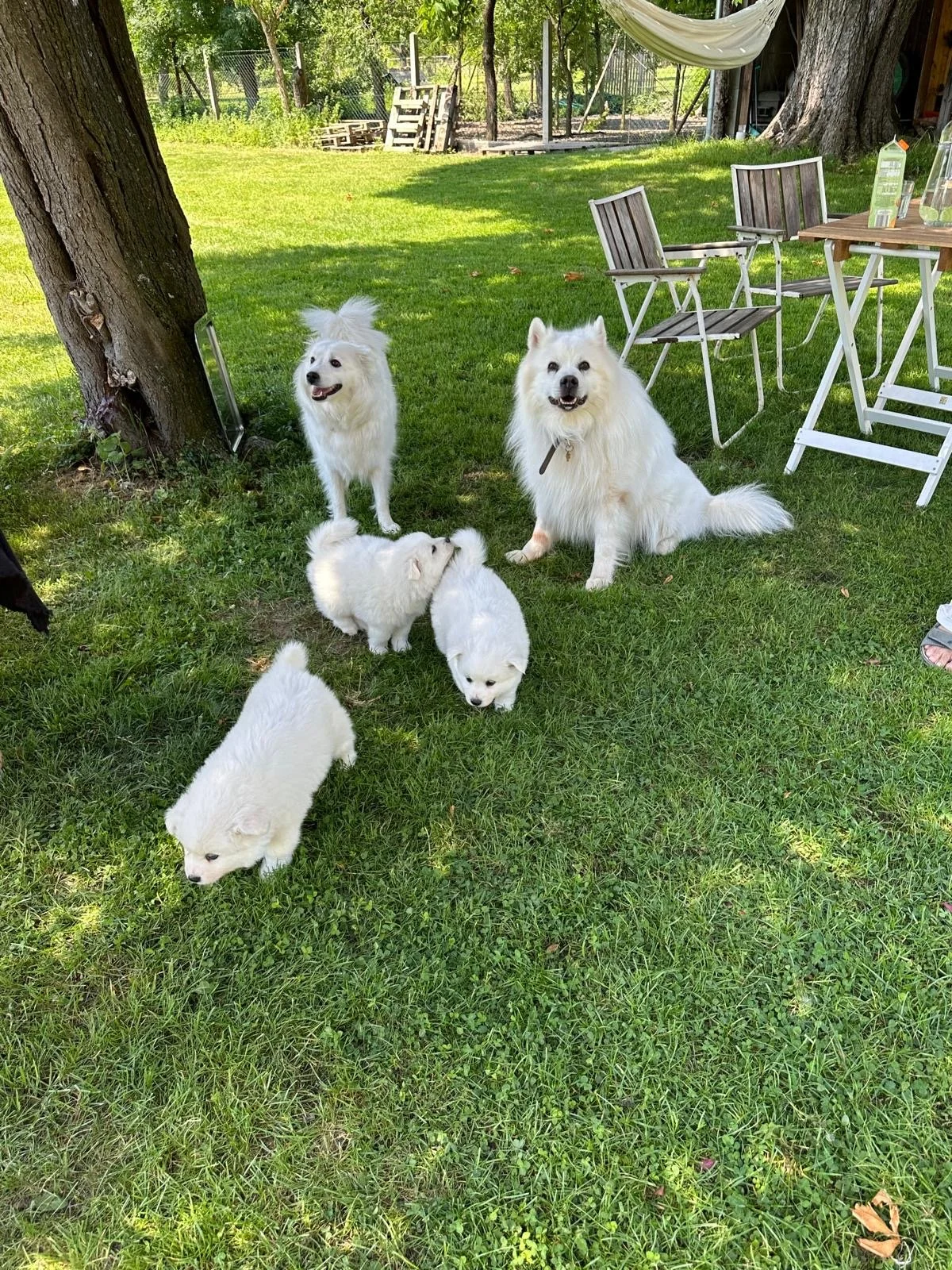 Mehrere weiße Großspitz, darunter Welpen und erwachsene Hunde, in Niederösterreich.