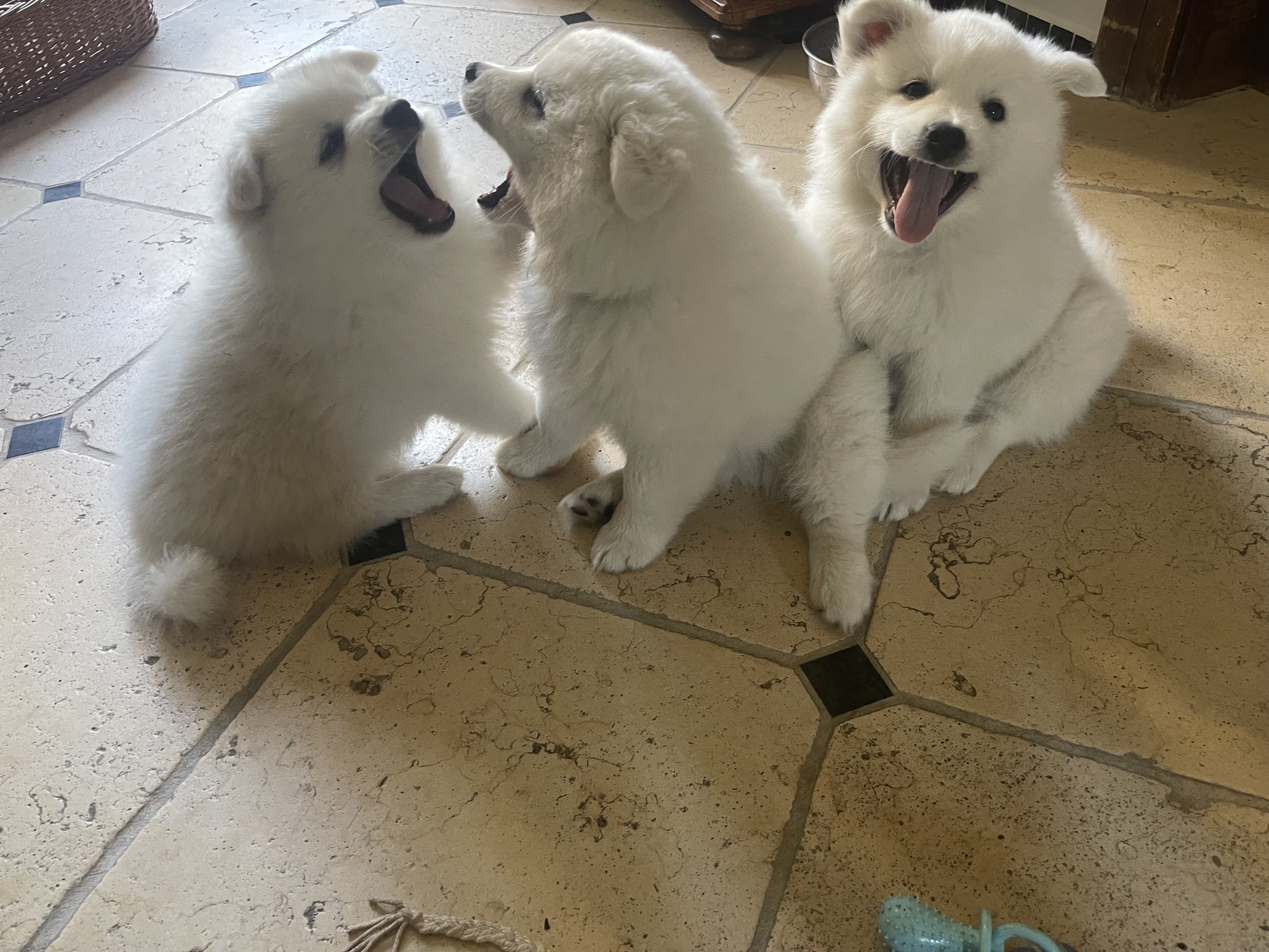 Drei glückliche Großspitz- Hundewelpen.