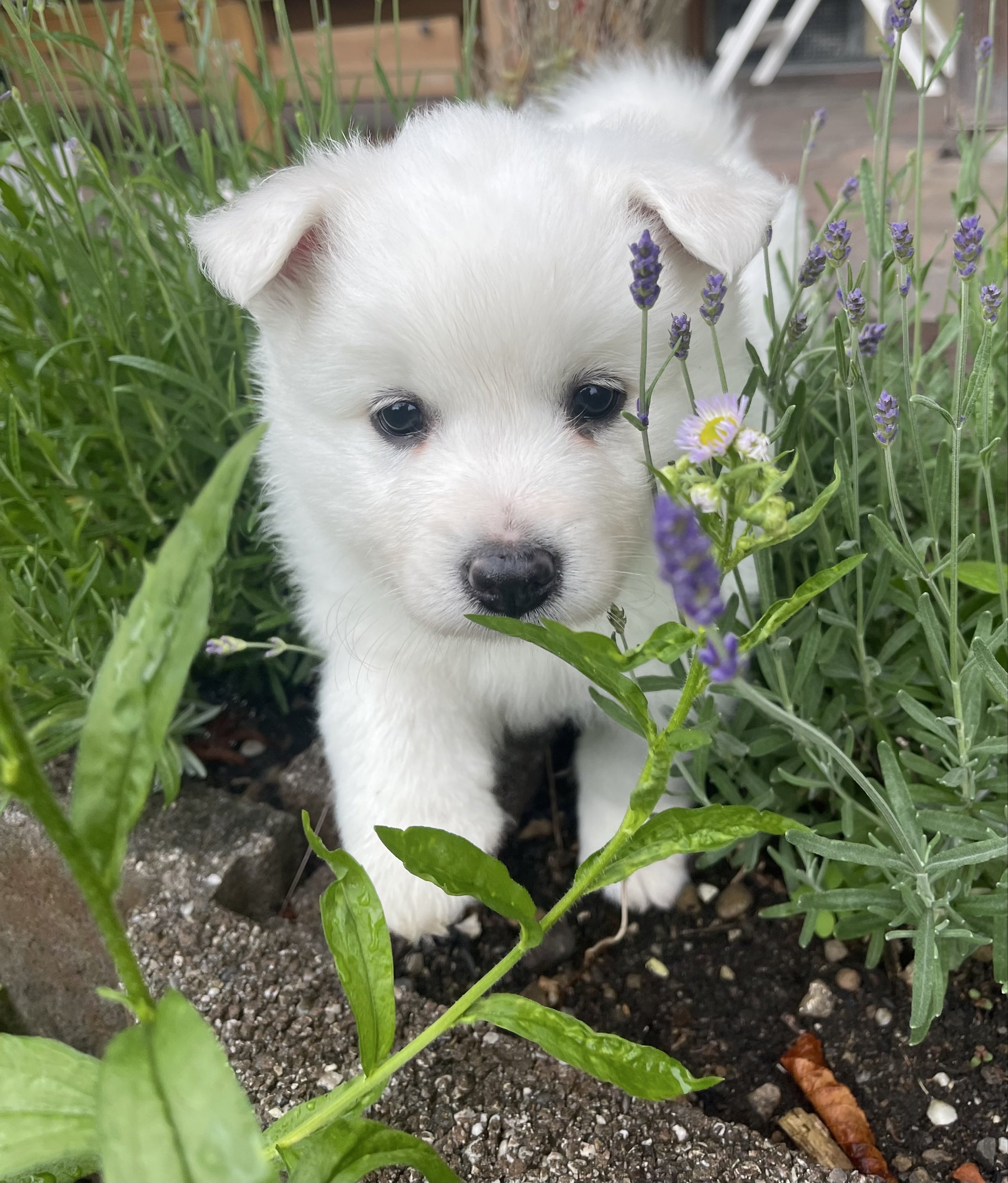 Ein weißer Spitzrüde im Lavendel