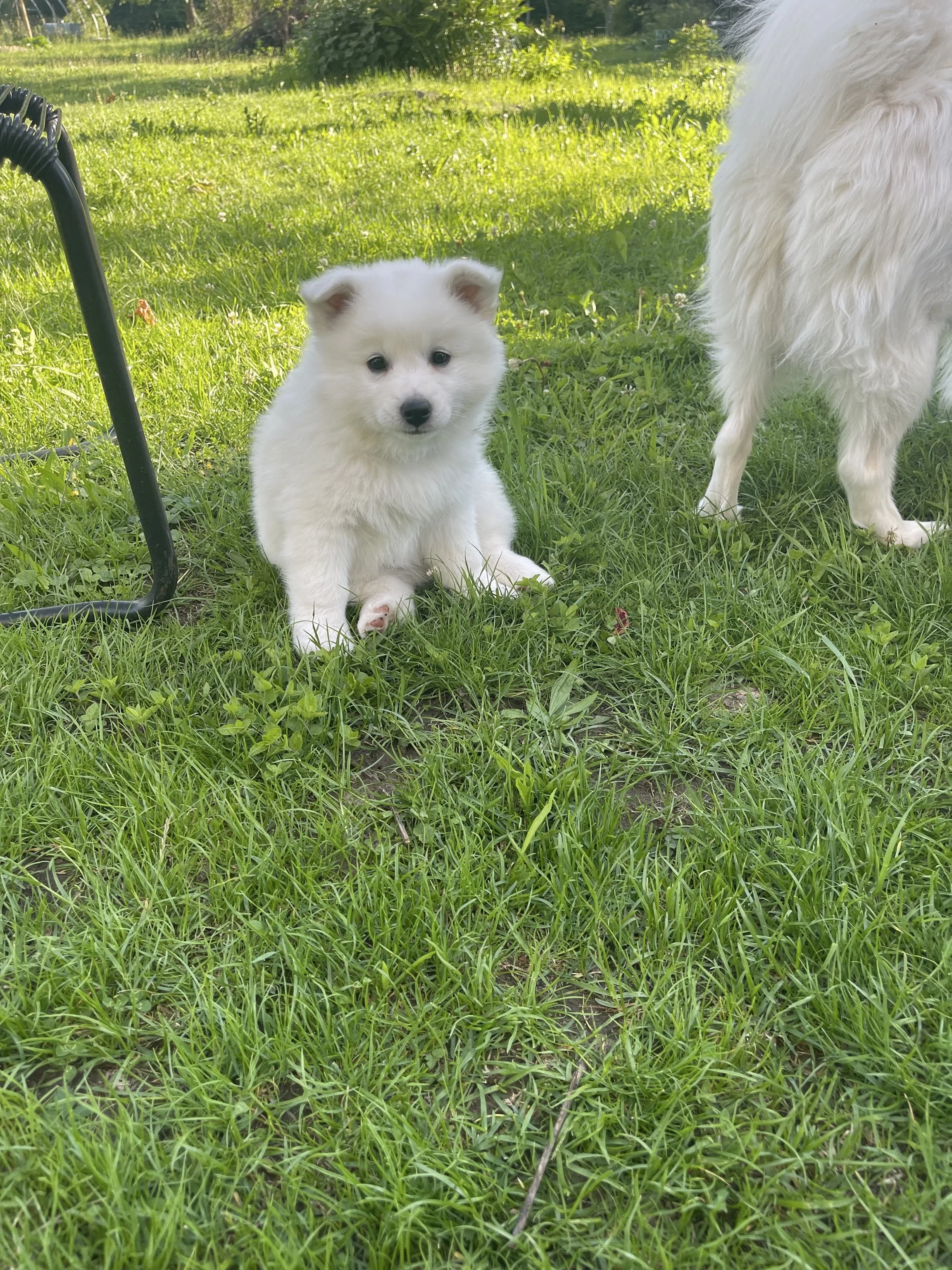 Ein kleiner weißer Spitz-Welpe sitzt auf grünem Gras im Freien in Pottschach, neben seiner Mutter Clara vom Spitzweg.