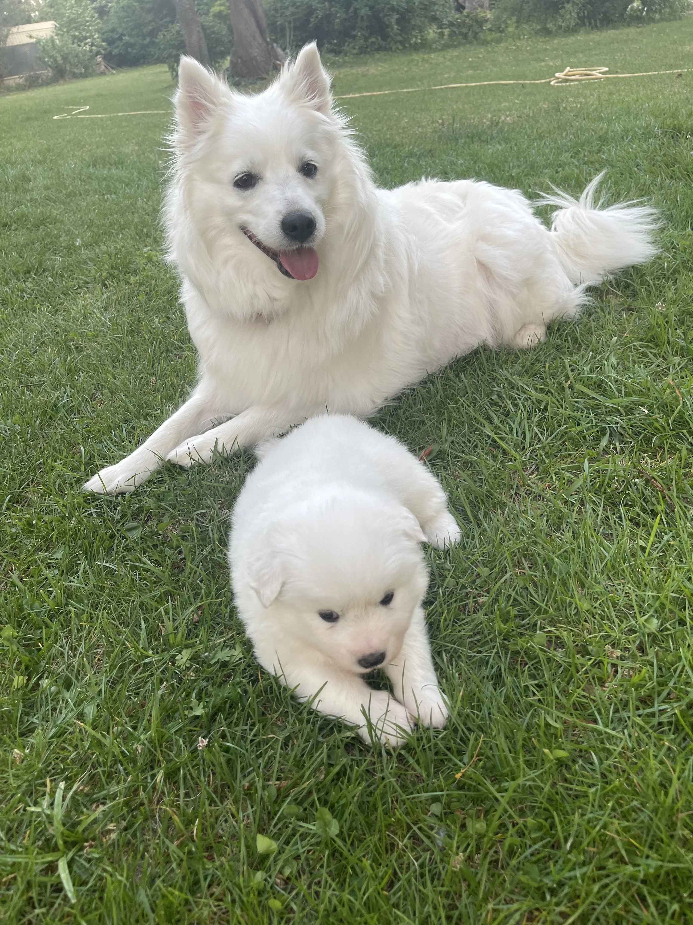 Eine weiße Großspitz-Hündin liegt auf der Wiese mit ihrem Welpen.