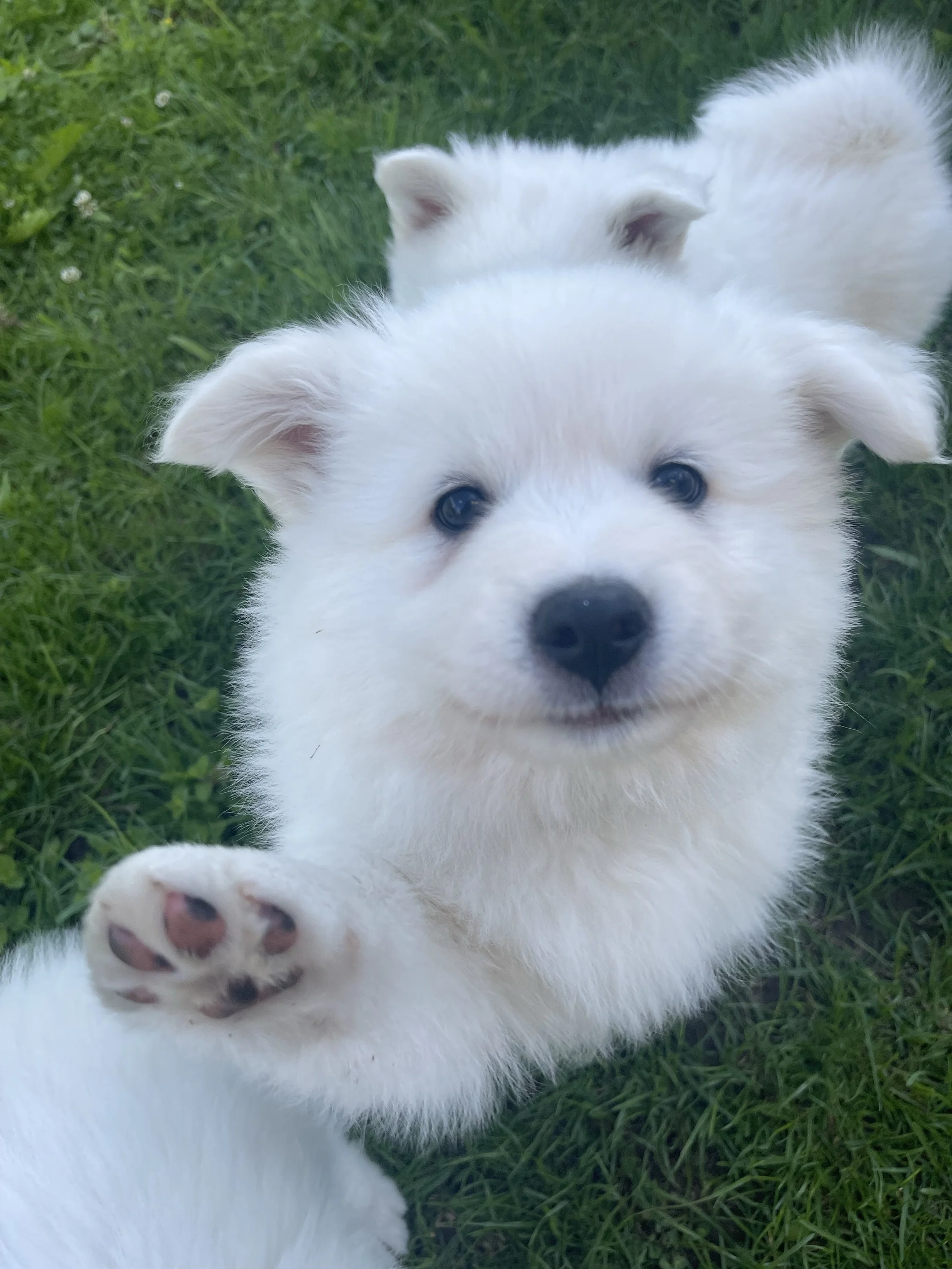 Zwei weiße Großspitz-Welpen spielen im Gras, einer zeigt seine Pfote.