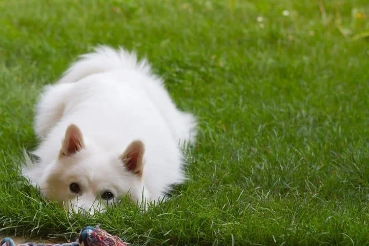 Weißer Hund liegt im Gras und schaut vor sich.