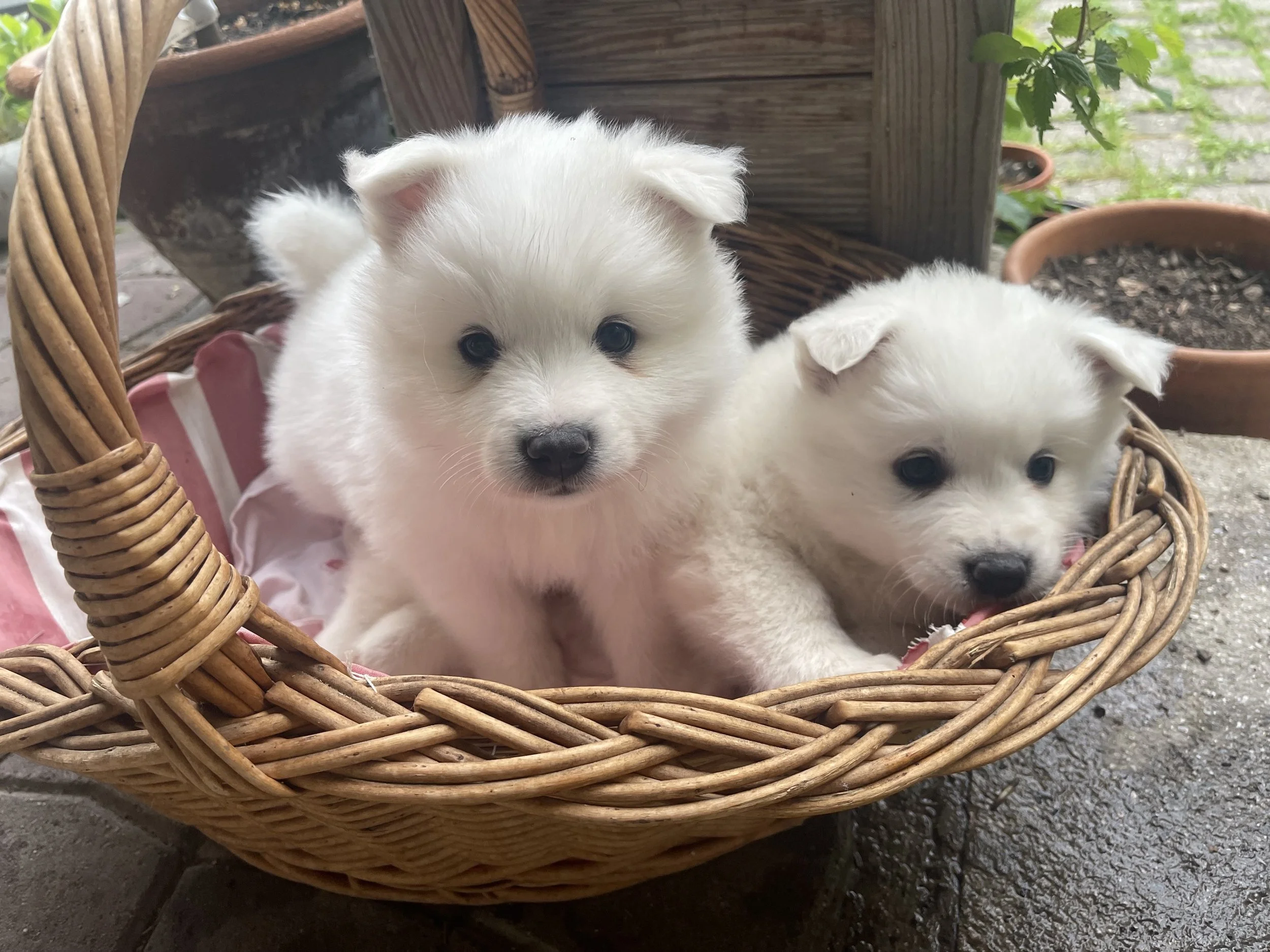 Zwei weiße Großspitz- Welpen in einem Korb.