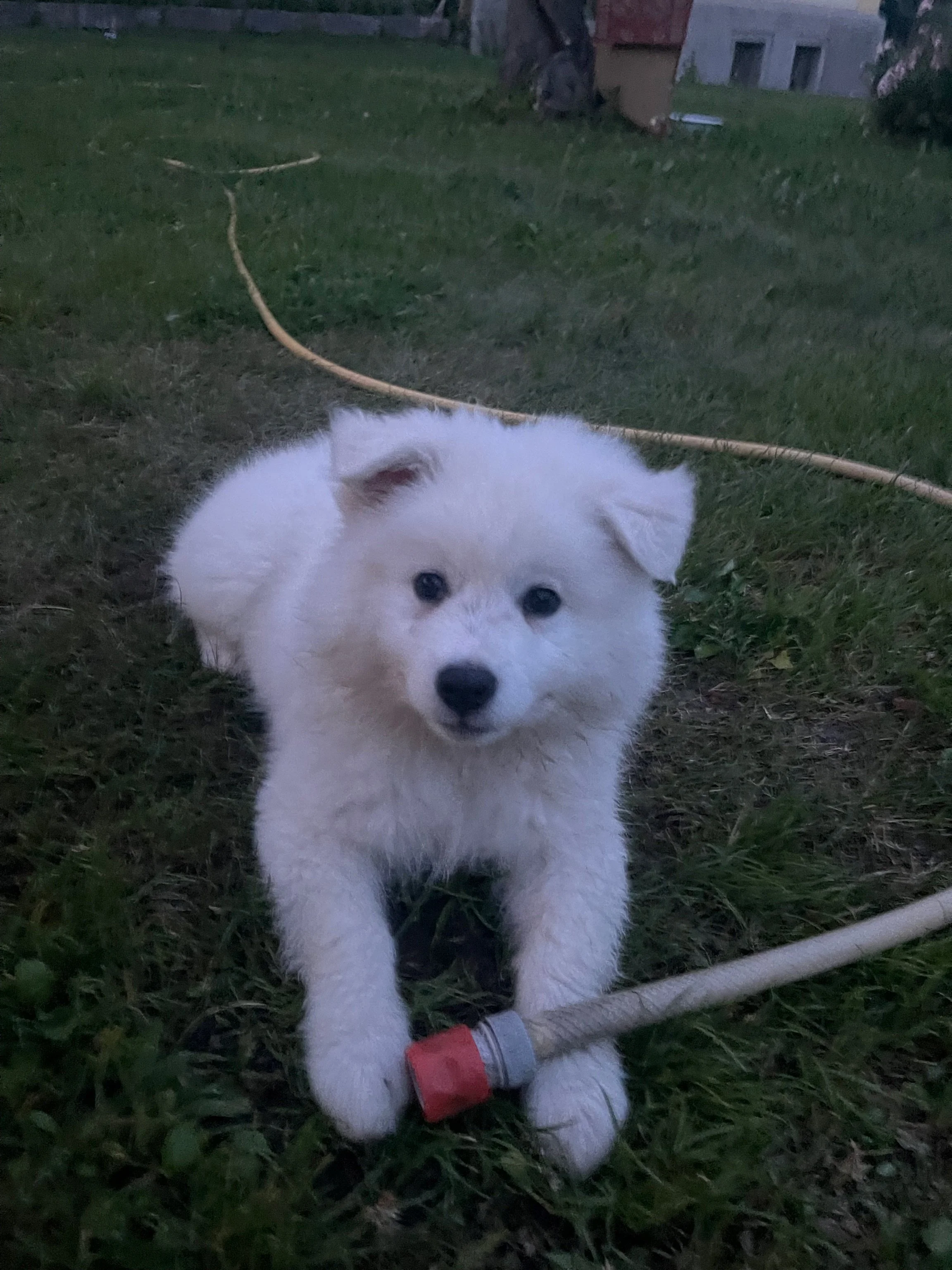 Der weiße Großspitz Arthur vom Schneebergspitz im Garten.