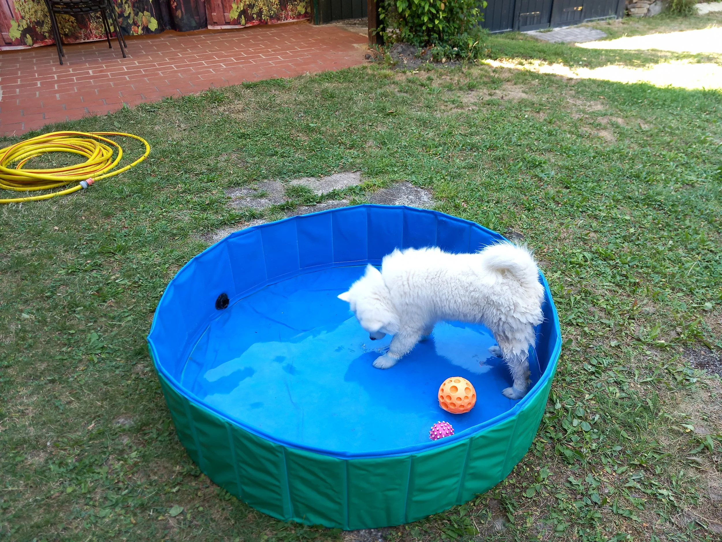 Der weiße Großspitz Arthur vom Schneebergspitz im Pool.