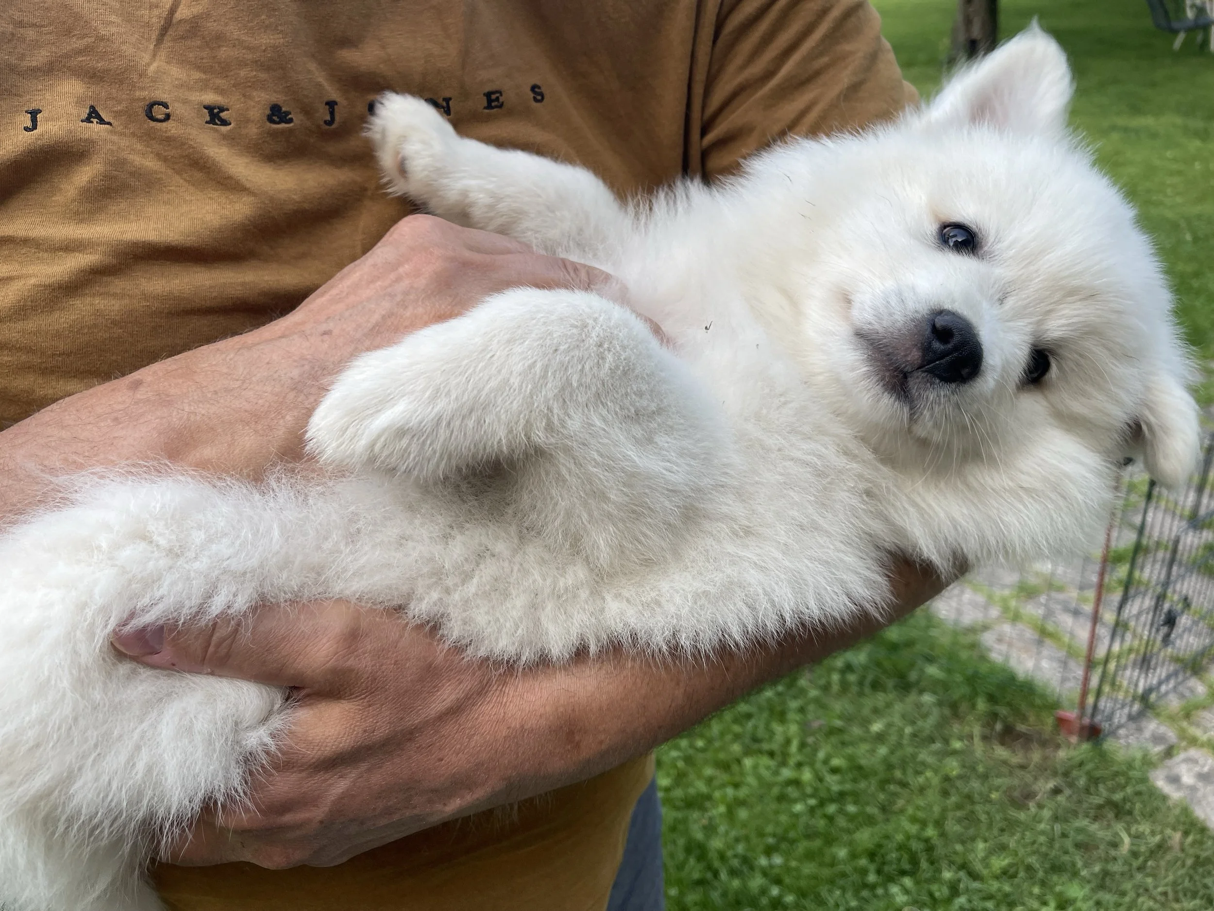 Der weiße Großspitz Apollo.
