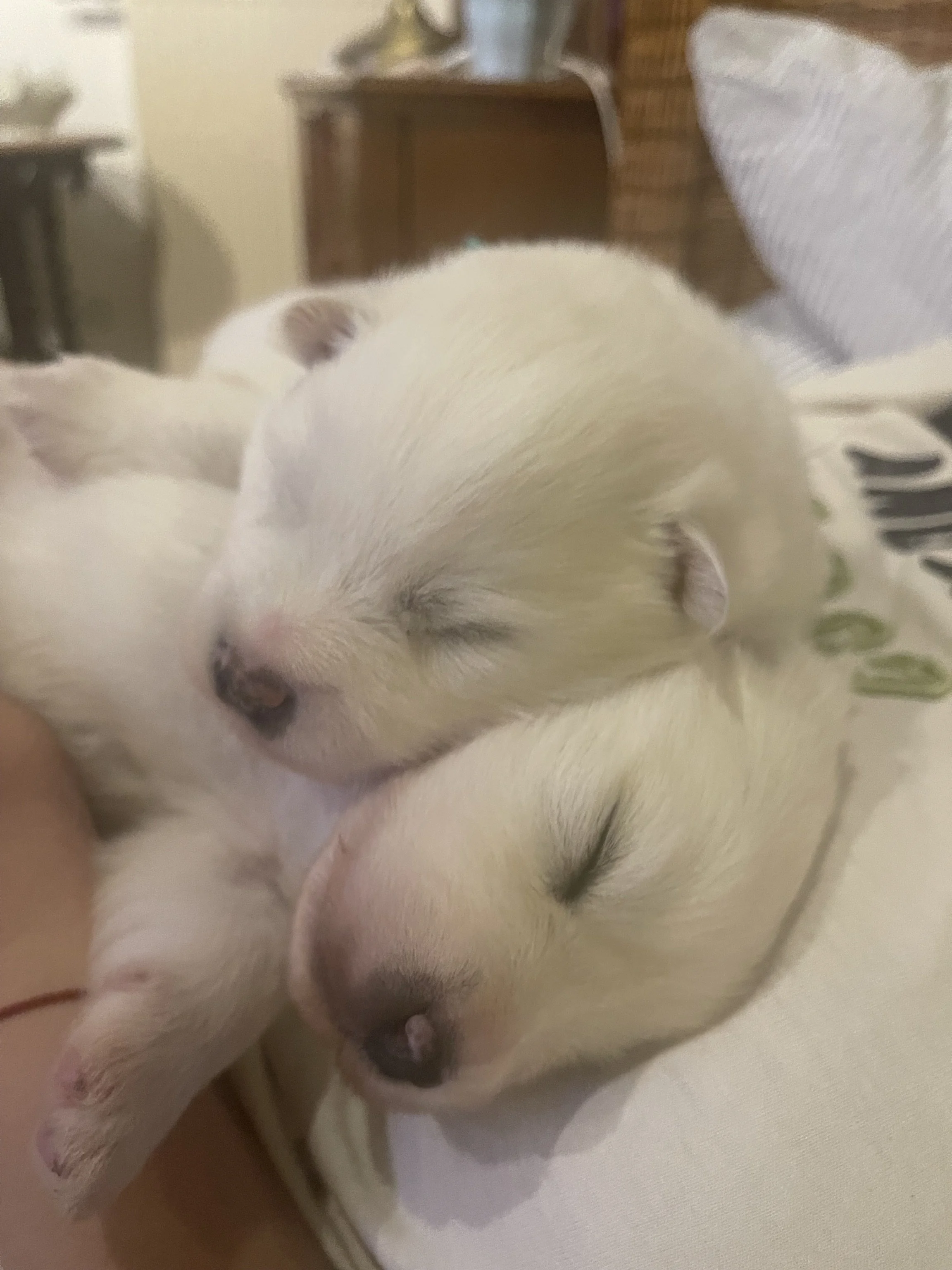 Zwei weiße Großspitz Welpen, mit geschlossenen Augen, auf einem weichen Bett .