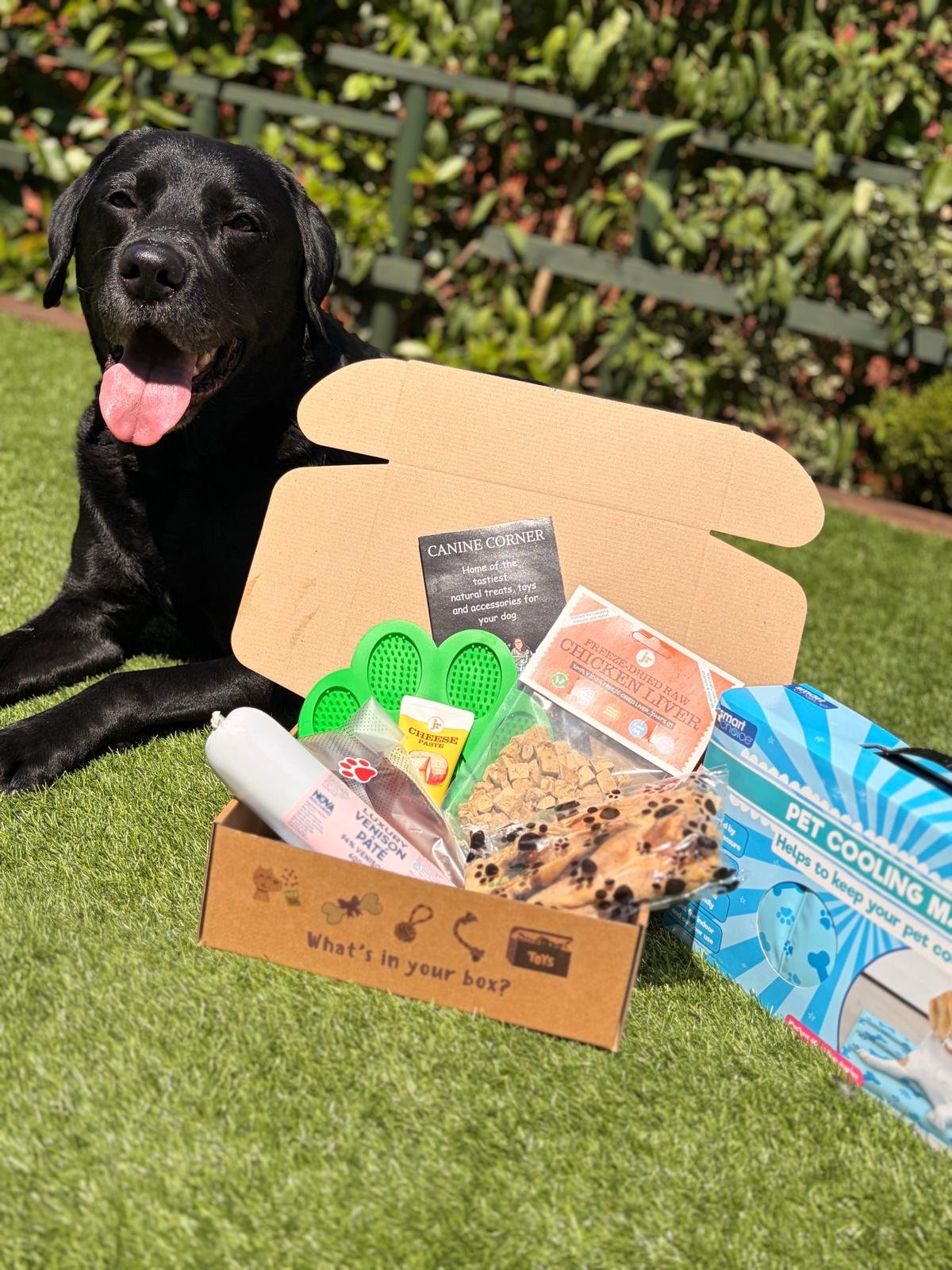 The Canine Cool Box