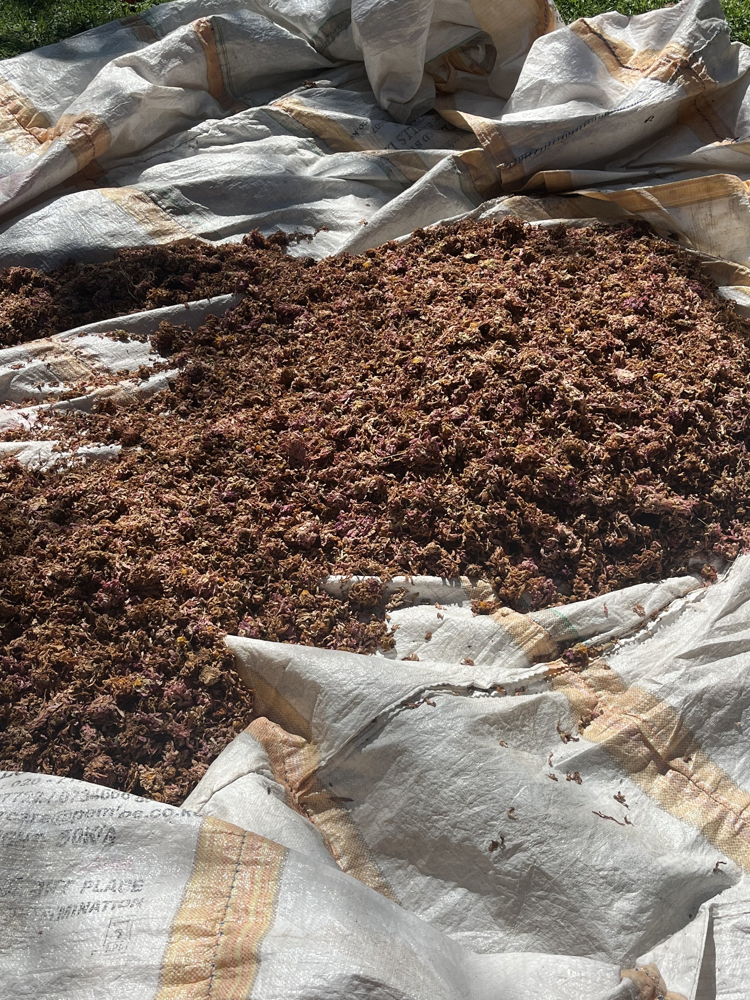 dye stuff drying on sacks, Kenana, Kenya 