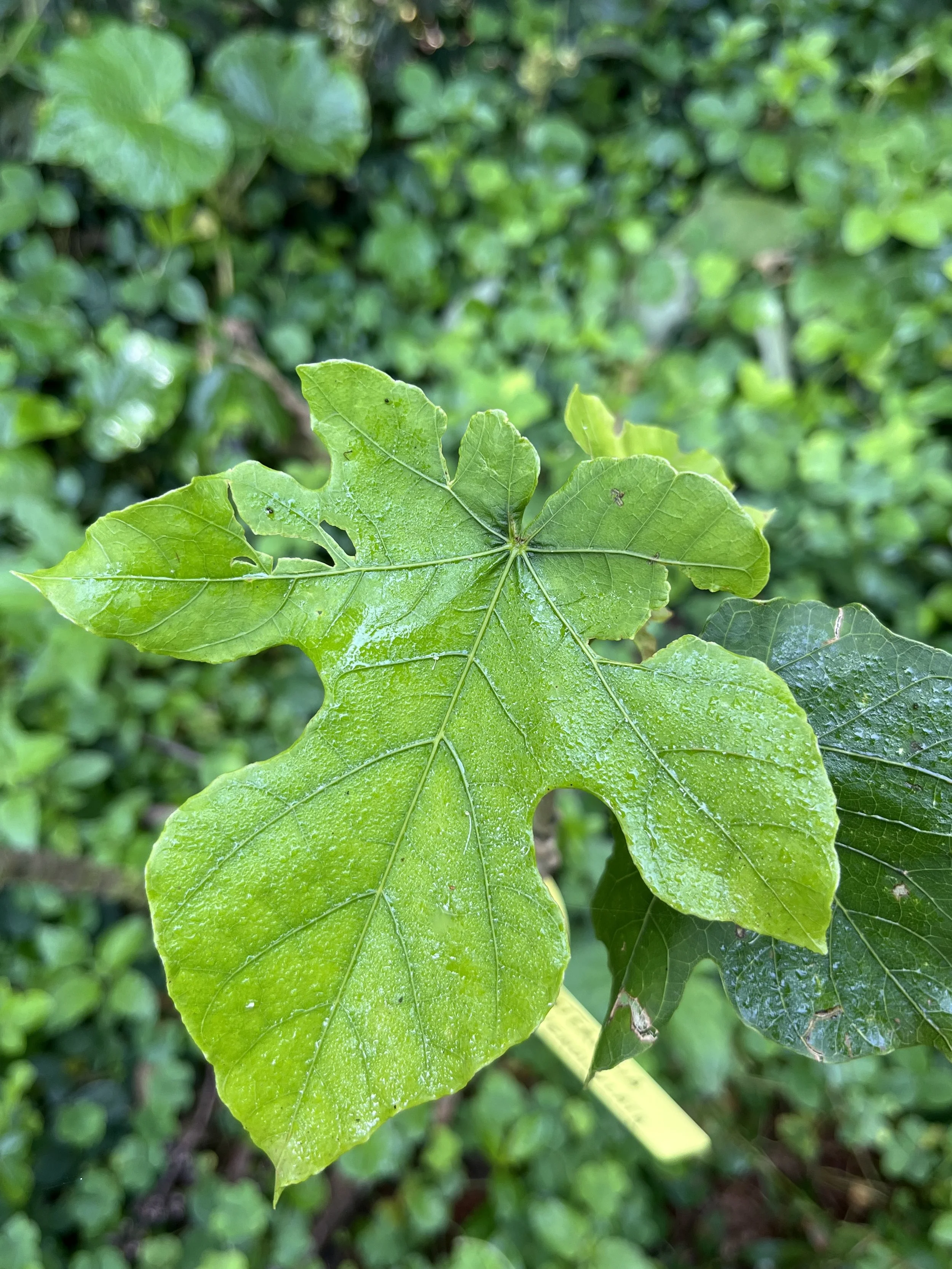 IMG_7849.jpeg