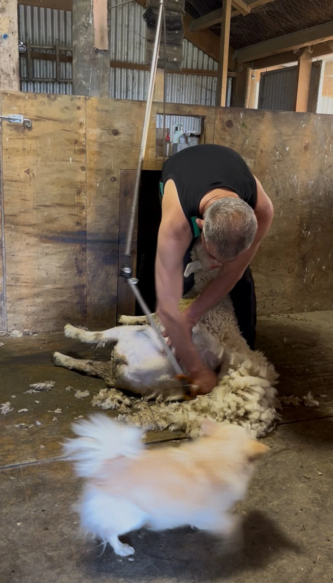 learning about sheep shearing in the North Island of Aotearoa