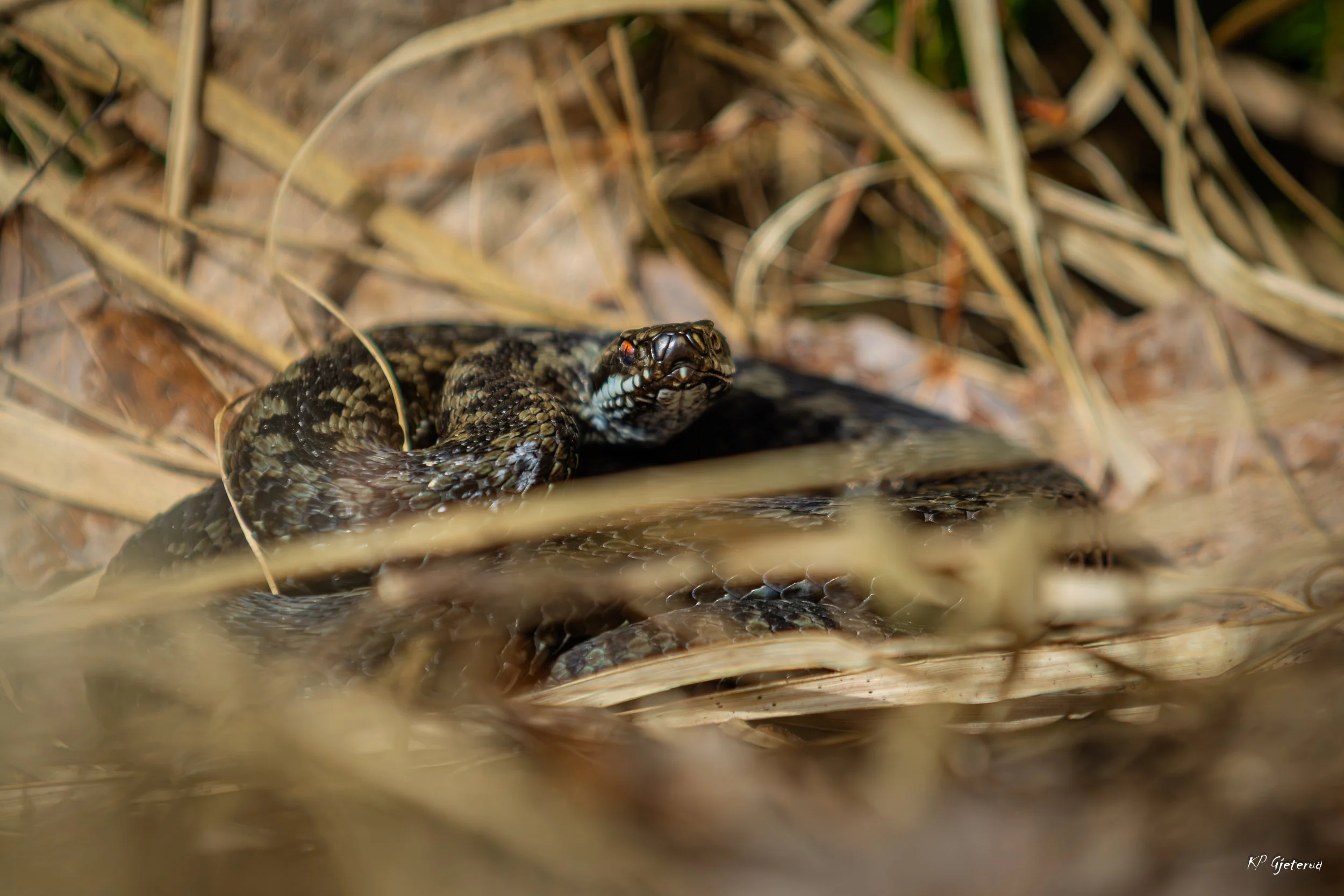 Hoggorm Nes april 2026-2.jpg