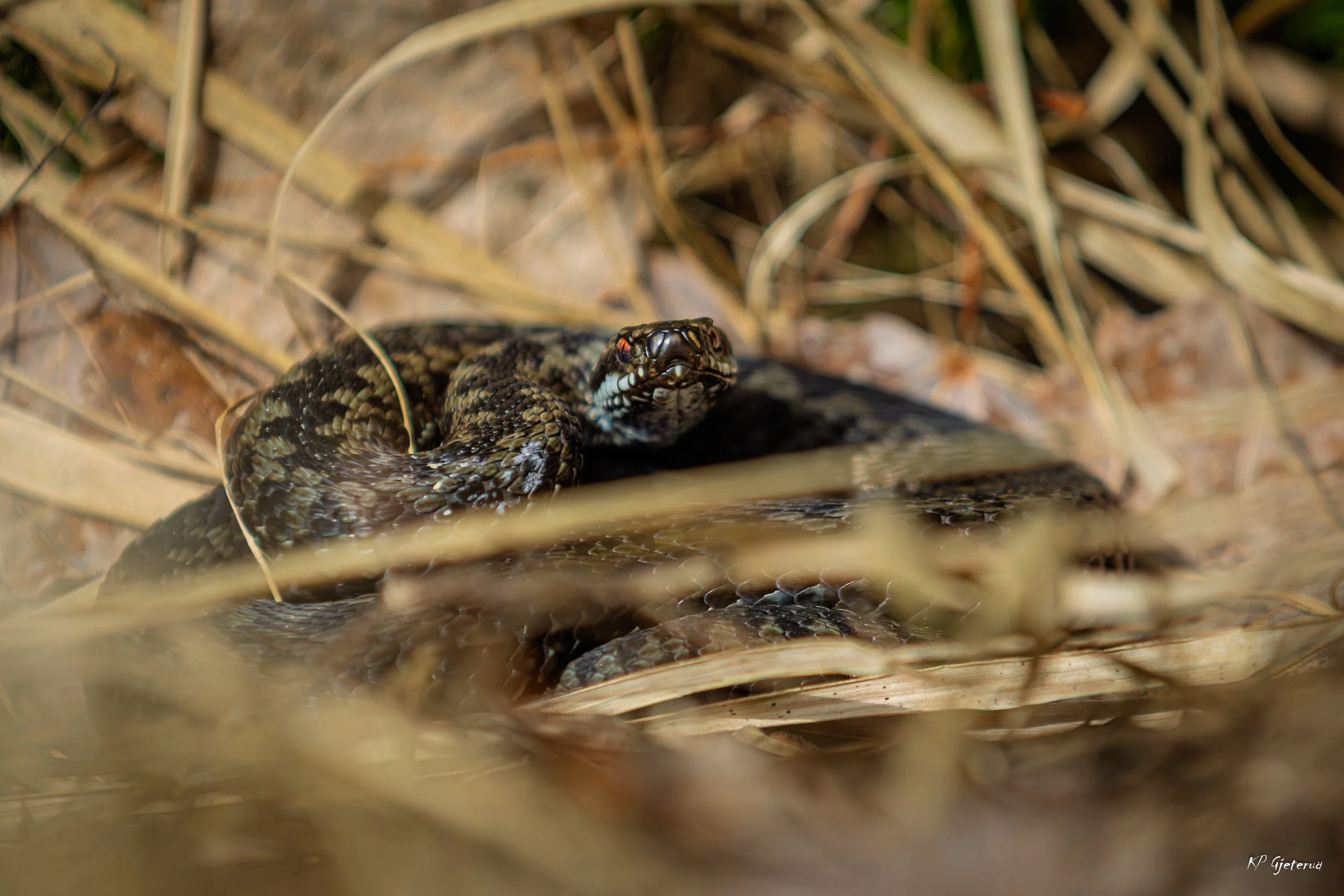 Hoggorm Nes april 2026-3.jpg