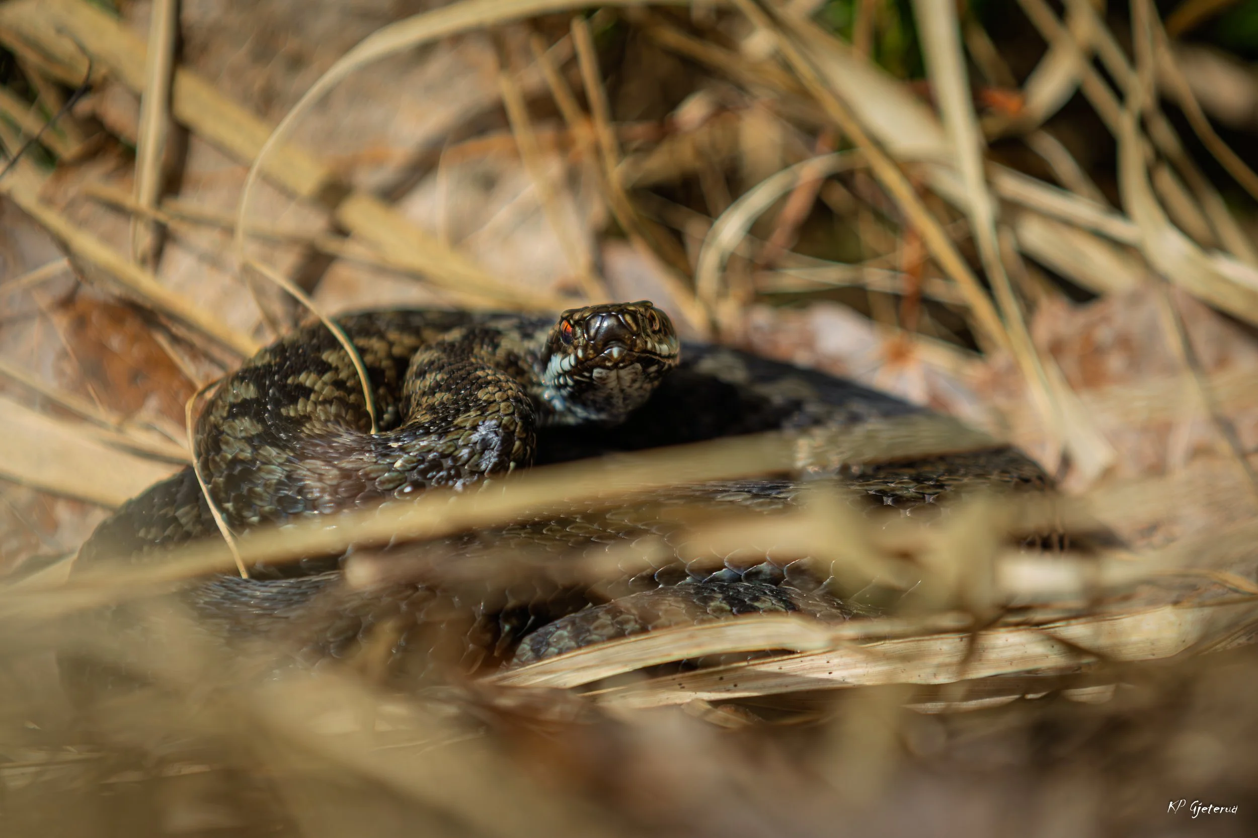 Hoggorm Nes april 2026-4.jpg