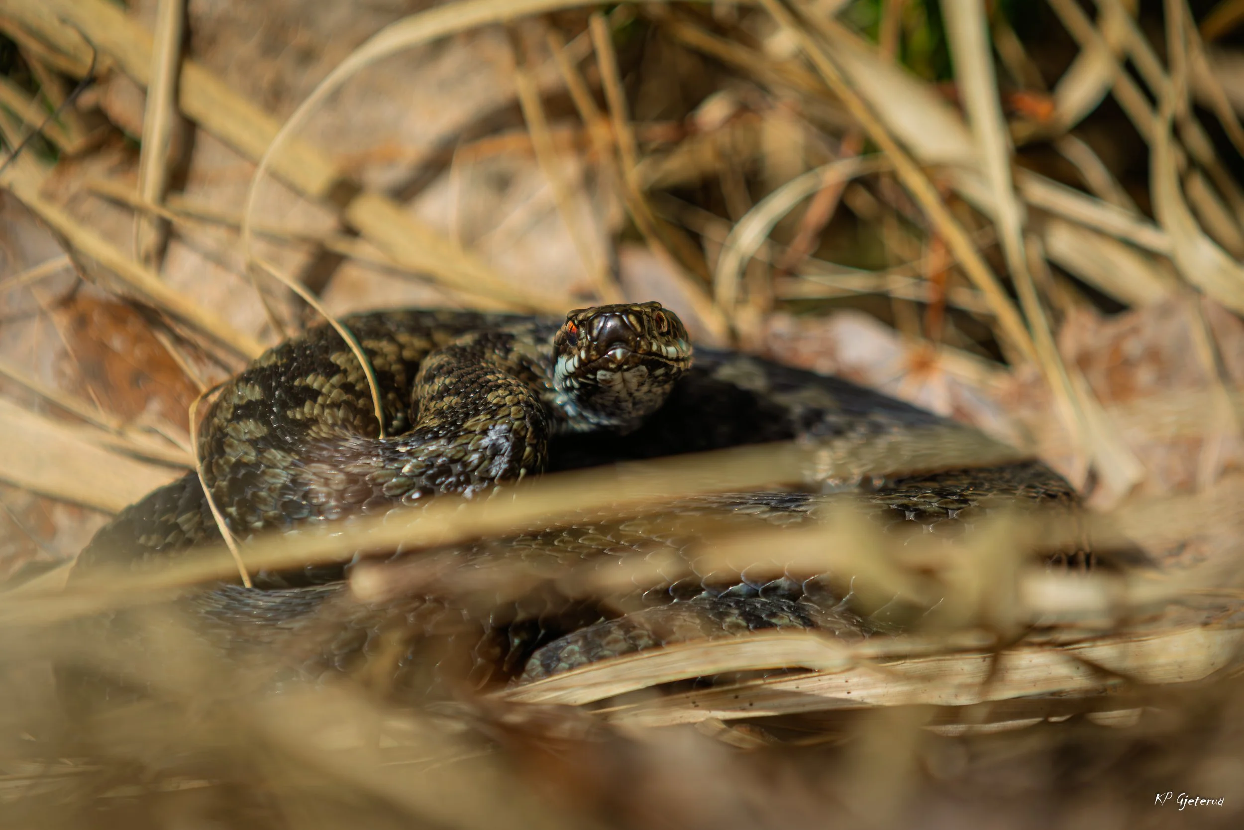 Hoggorm Nes april 2026-5.jpg