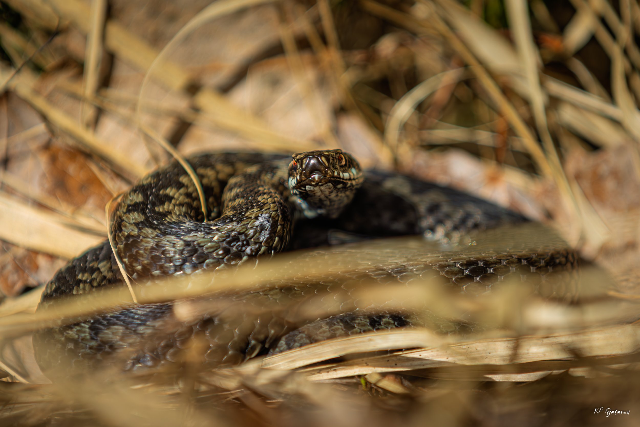 Hoggorm Nes april 2026-6.jpg