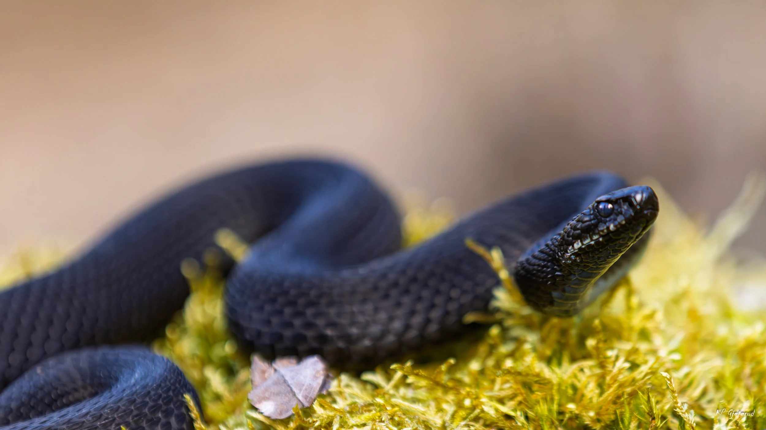 Hoggorm Nes april 2026-8.jpg