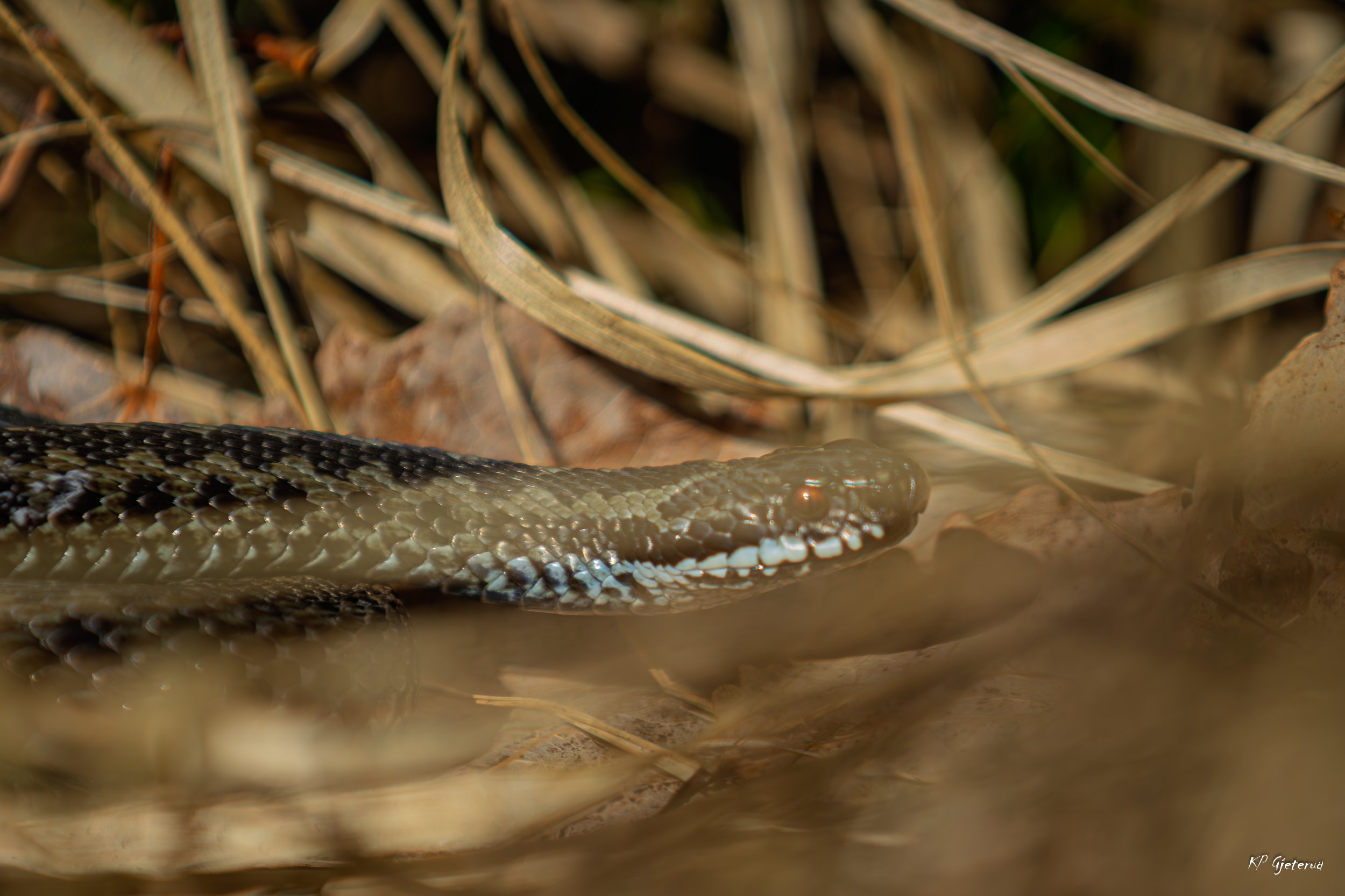 Hoggorm Nes april 2026-7.jpg