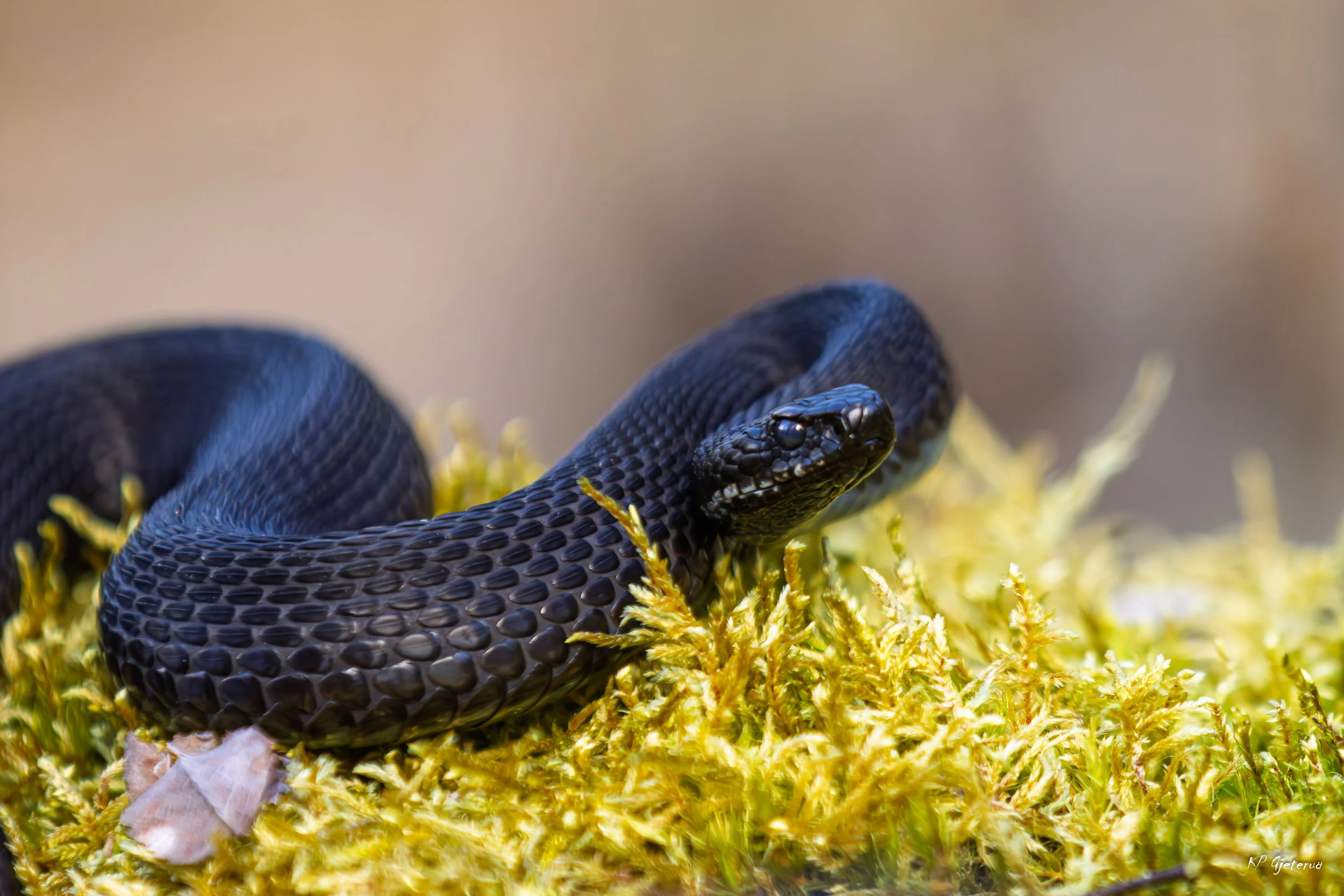 Hoggorm Nes april 2026-9.jpg