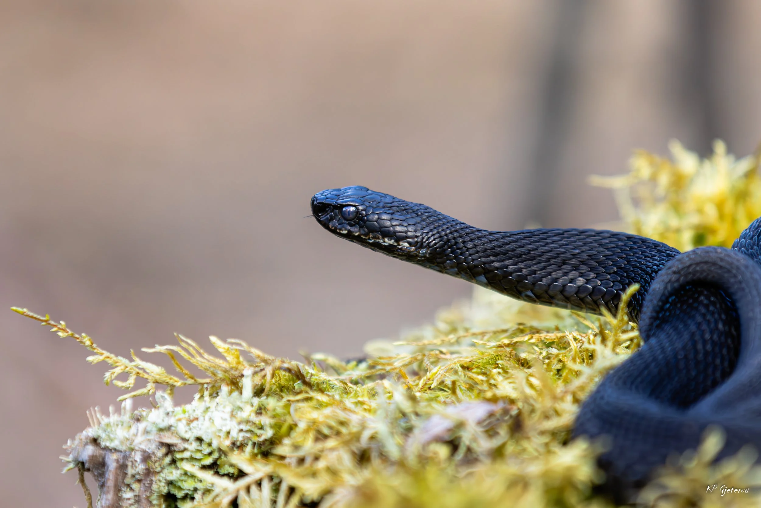 Hoggorm Nes april 2026-11.jpg