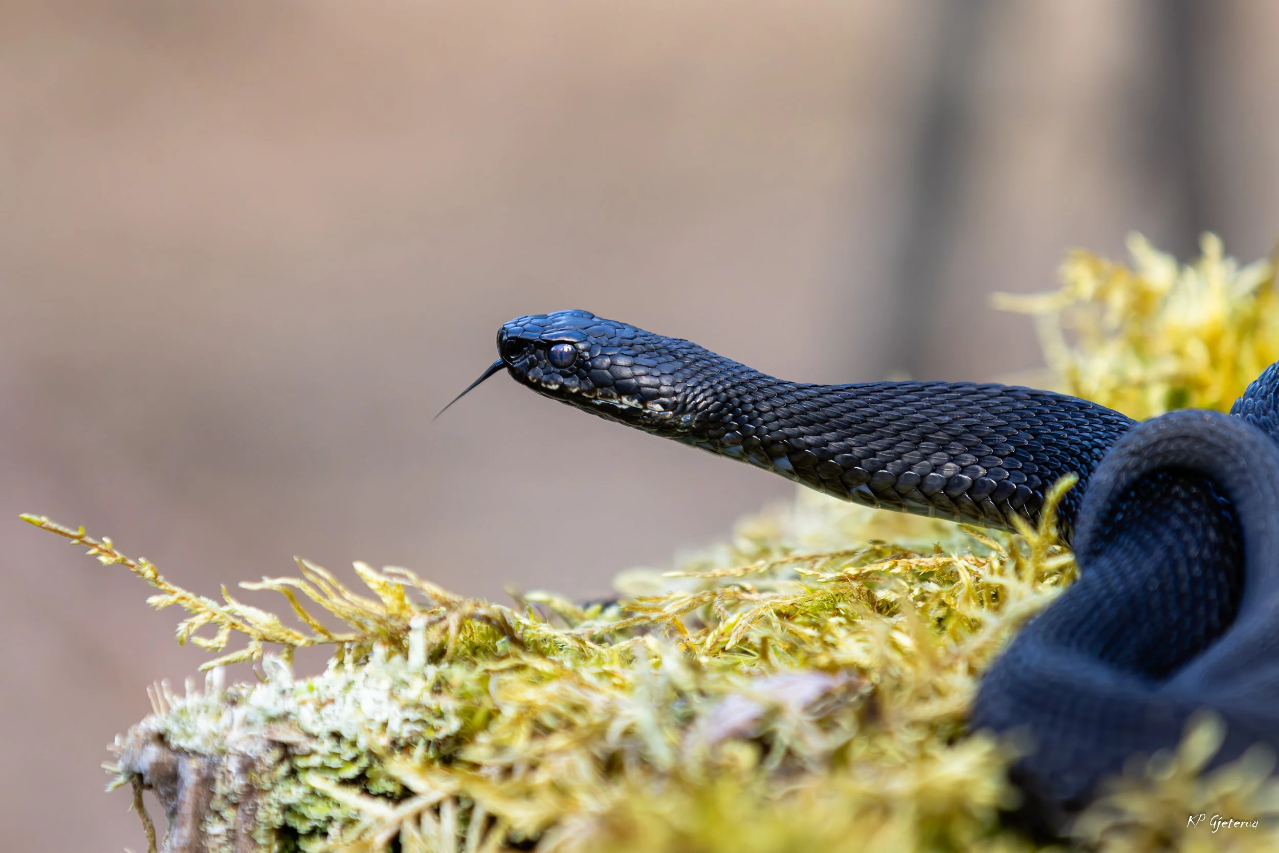 Hoggorm Nes april 2026-17.jpg