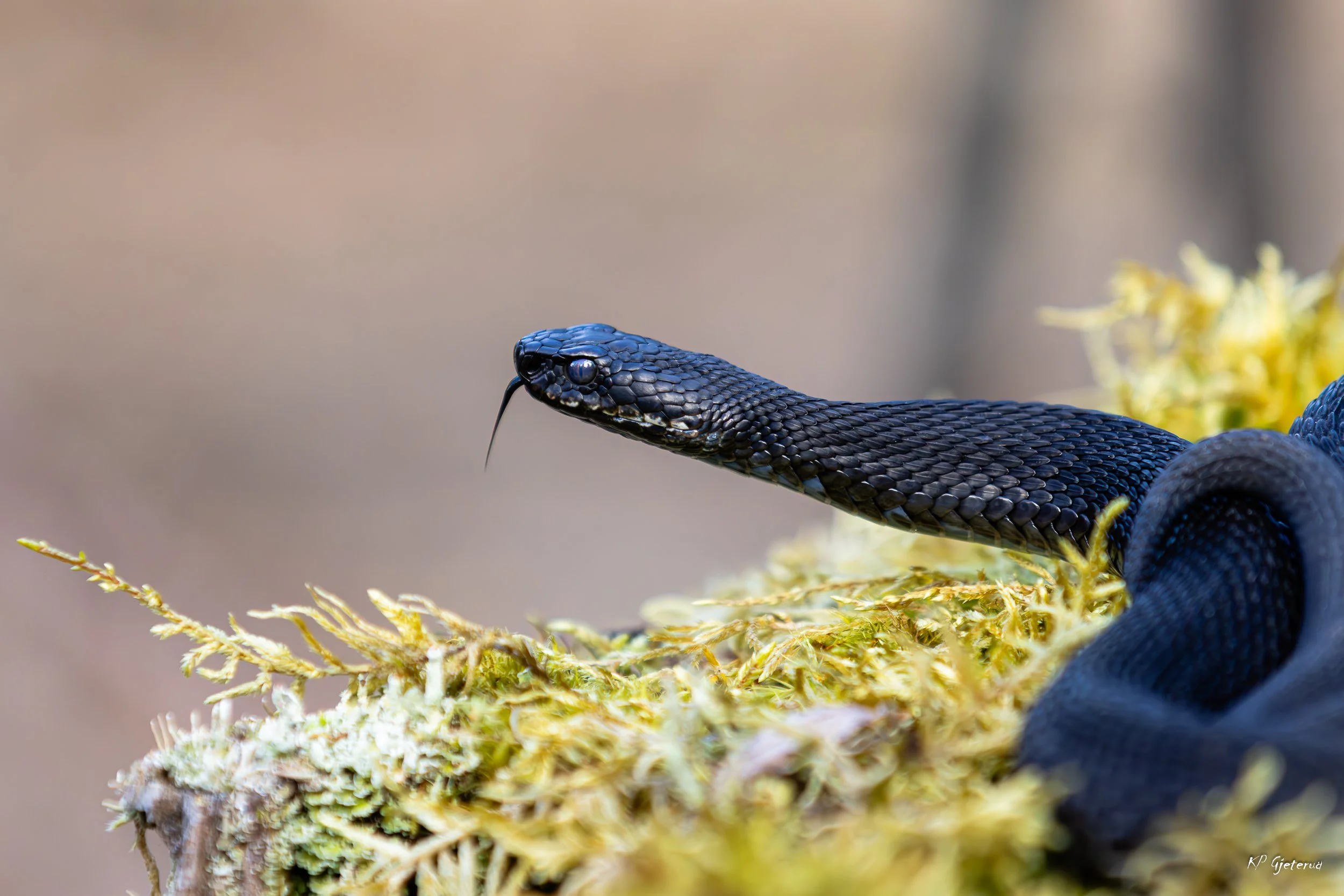 Hoggorm Nes april 2026-18.jpg